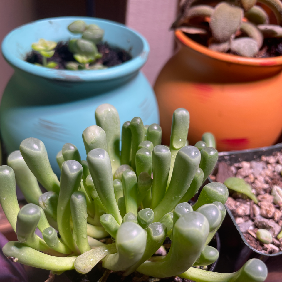Healthy Baby Toes plant (Fenestraria rhopalophylla) in a pot with visible soil.