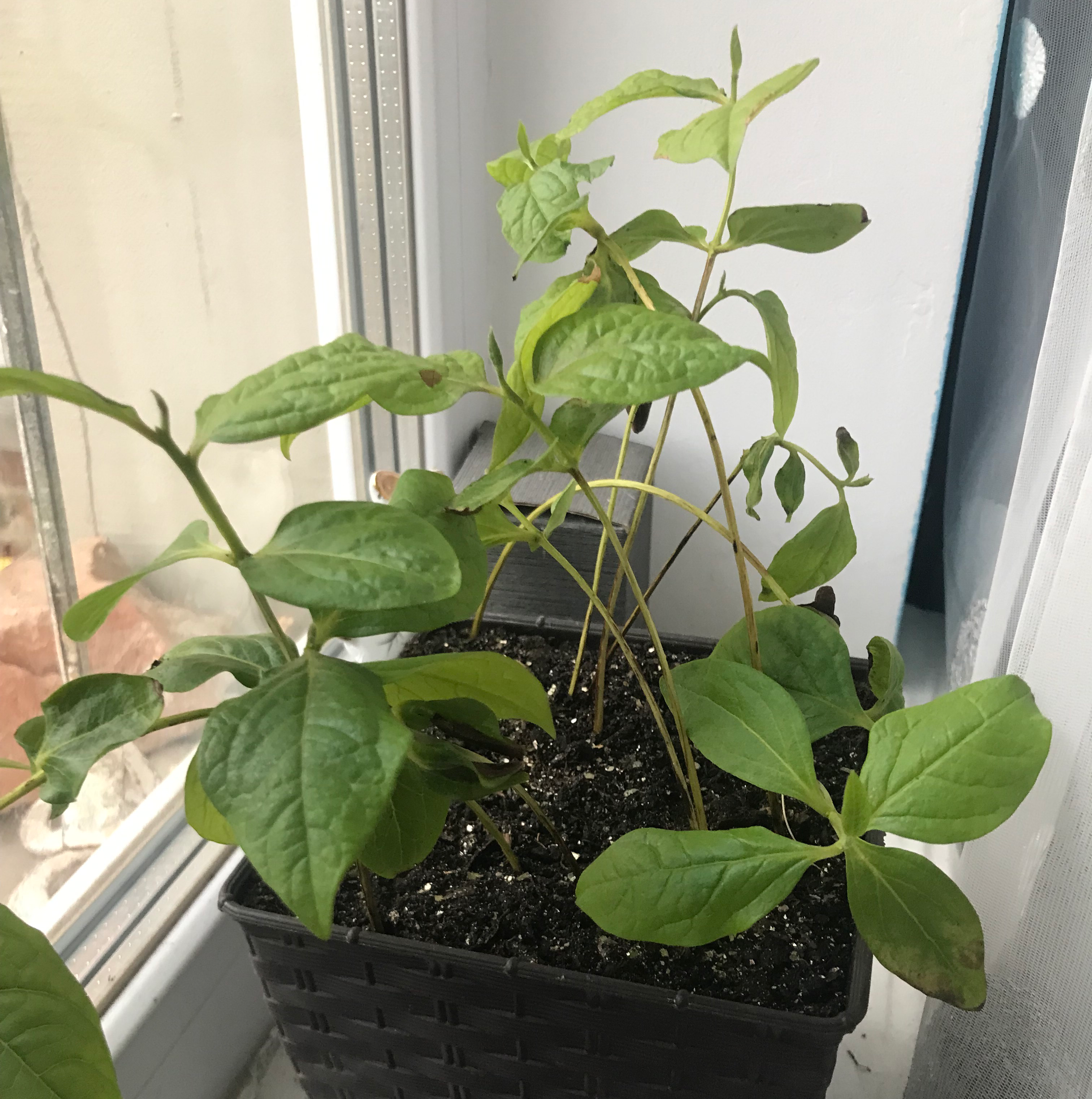 Plant care for American Persimmon 'Early Golden' on Greg, the plant care app