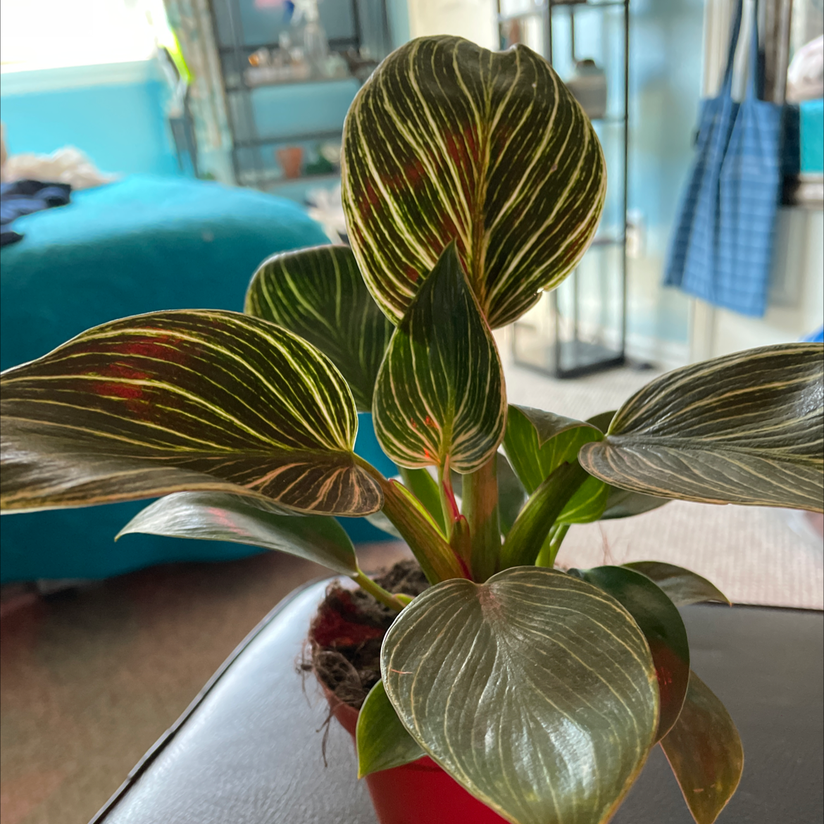 Philodendron Birkin plant with variegated leaves in a red pot.