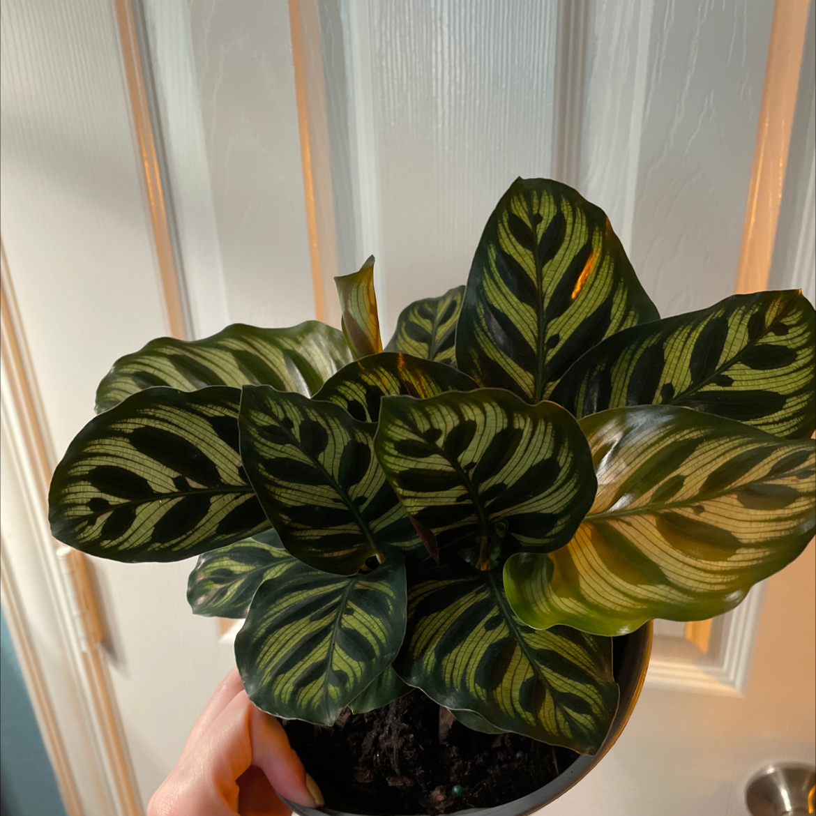 Healthy Cathedral Windows plant with vibrant, patterned leaves in a pot.
