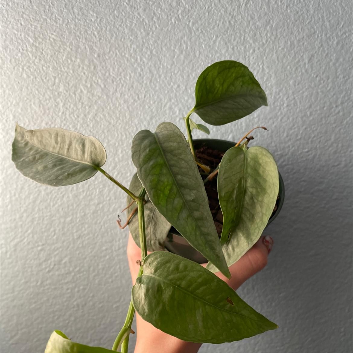 Cebu Blue Pothos plant held by a hand, with minor browning on leaf tips.