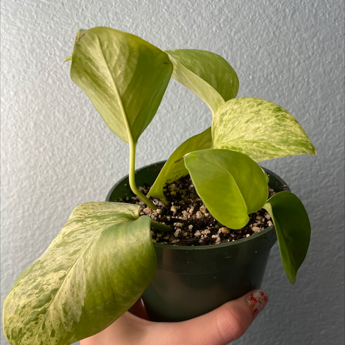 Marble Queen Pothos plant in a small pot, held by a hand.