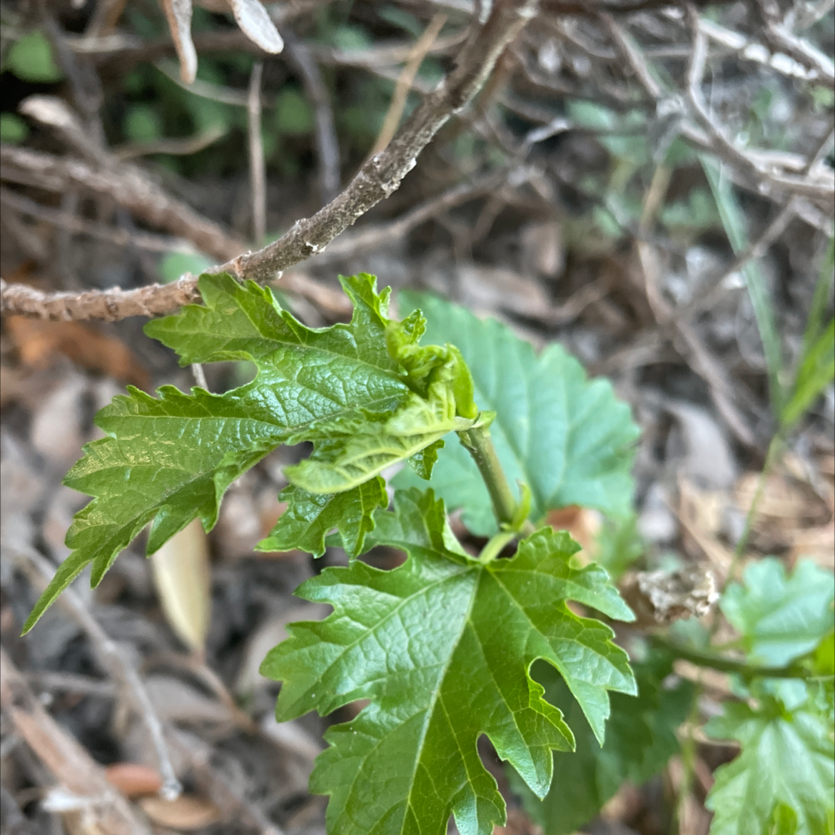 Healthy White Mulberry plant with green leaves.