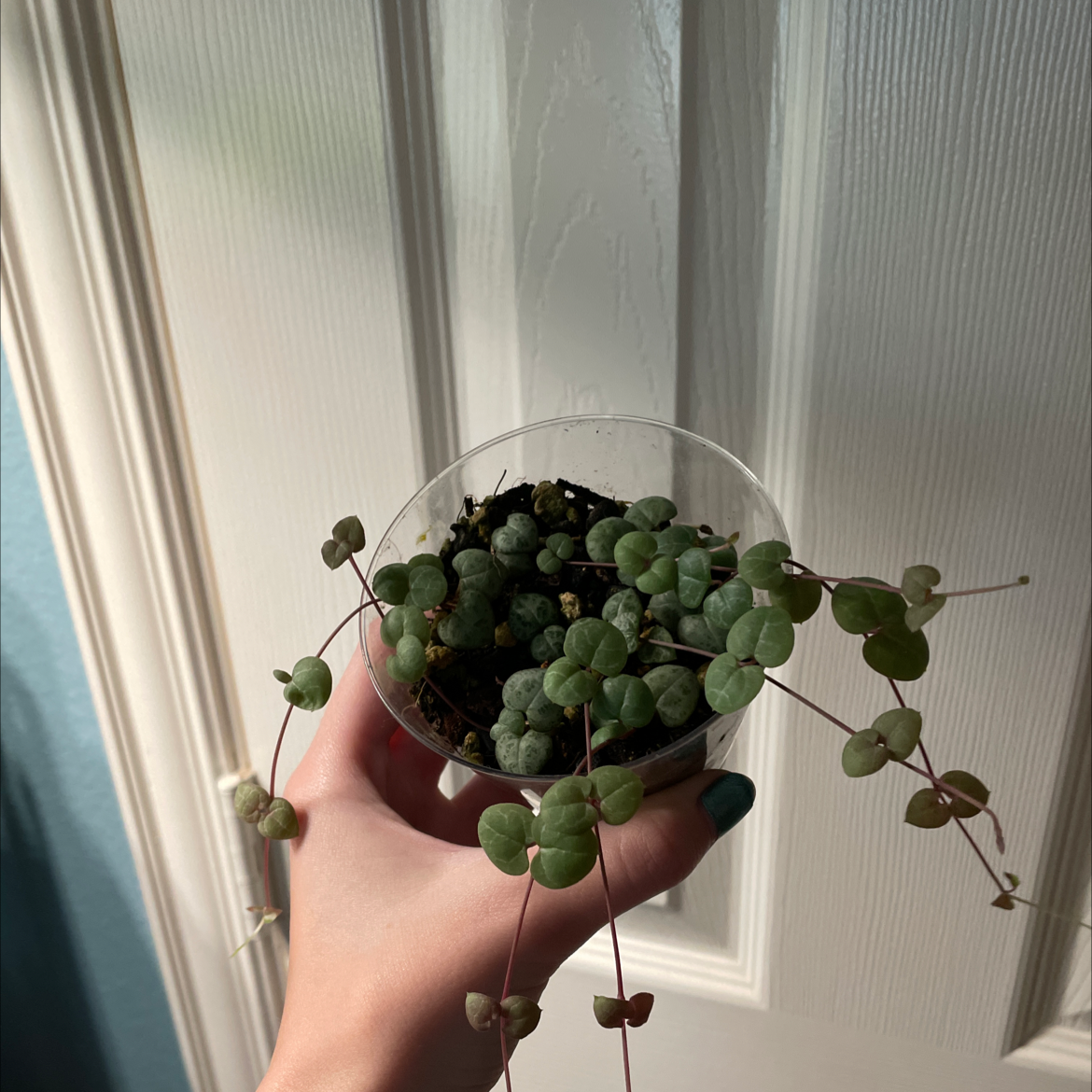 String of Hearts plant held by a hand, with visible soil and healthy foliage.