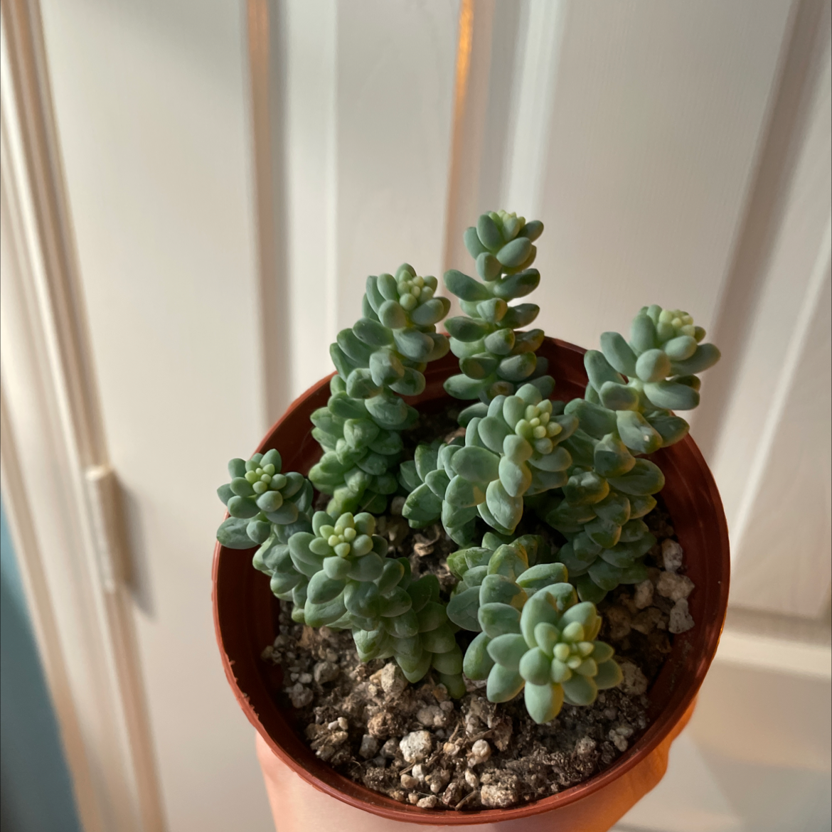 Healthy blue-green Burro's Tail succulent with dense rounded leaves trailing from a small terracotta pot, on a sunny windowsill.