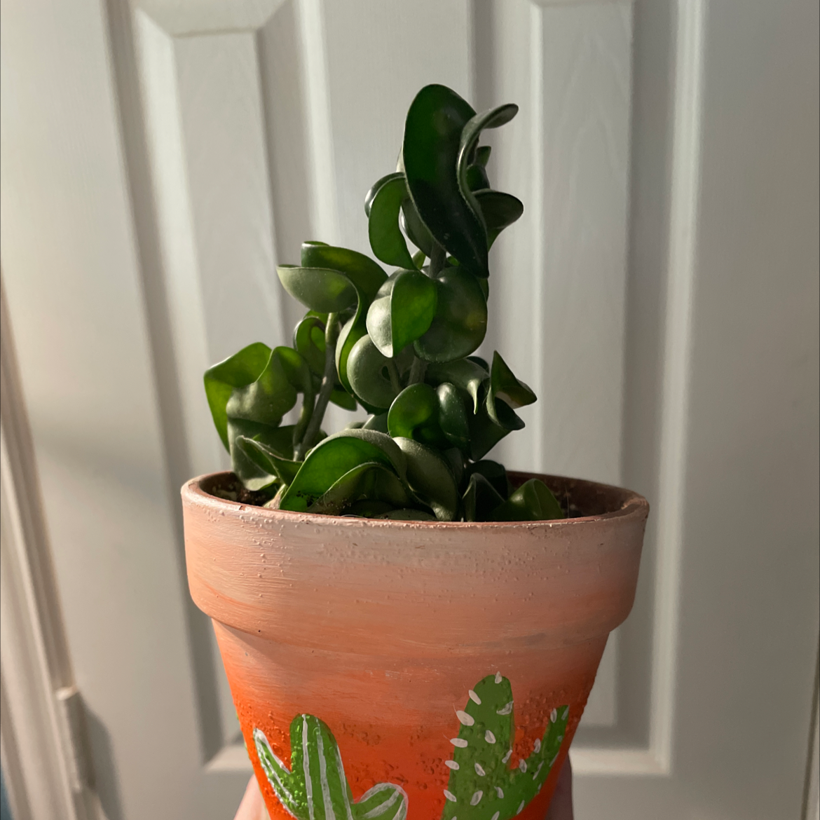 Hoya carnosa 'Compacta' plant in a decorated terracotta pot with green curled leaves.