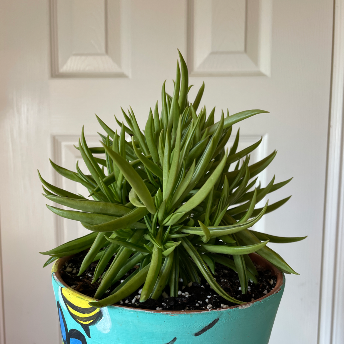 Healthy Pincushion Peperomia plant in a decorative pot with green leaves.
