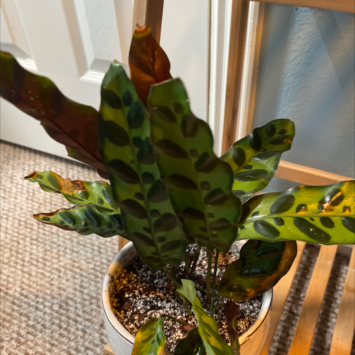 rattlesnake plant leaves turning yellow