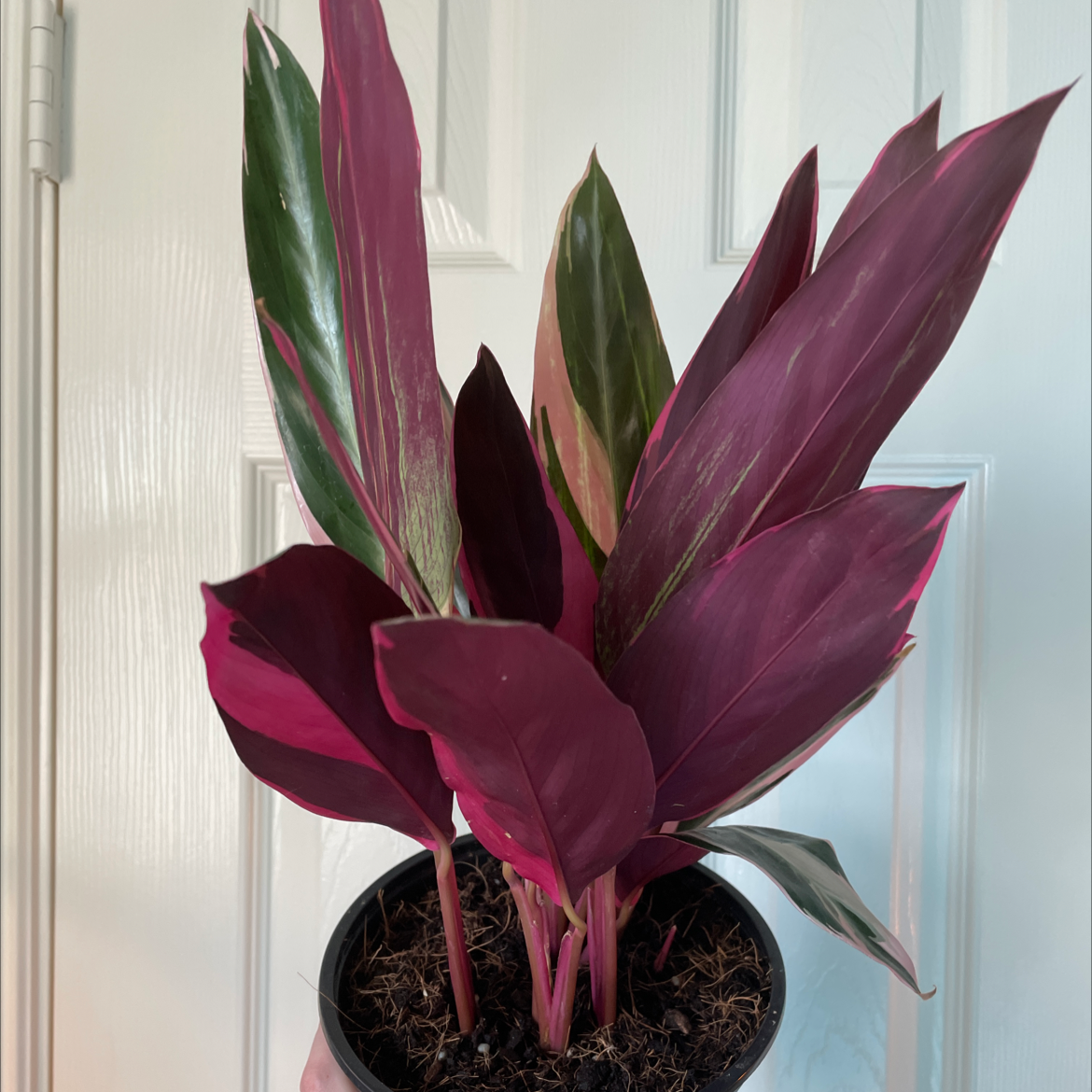 Triostar Stromanthe plant with vibrant pink and green leaves in a pot, held by a hand.