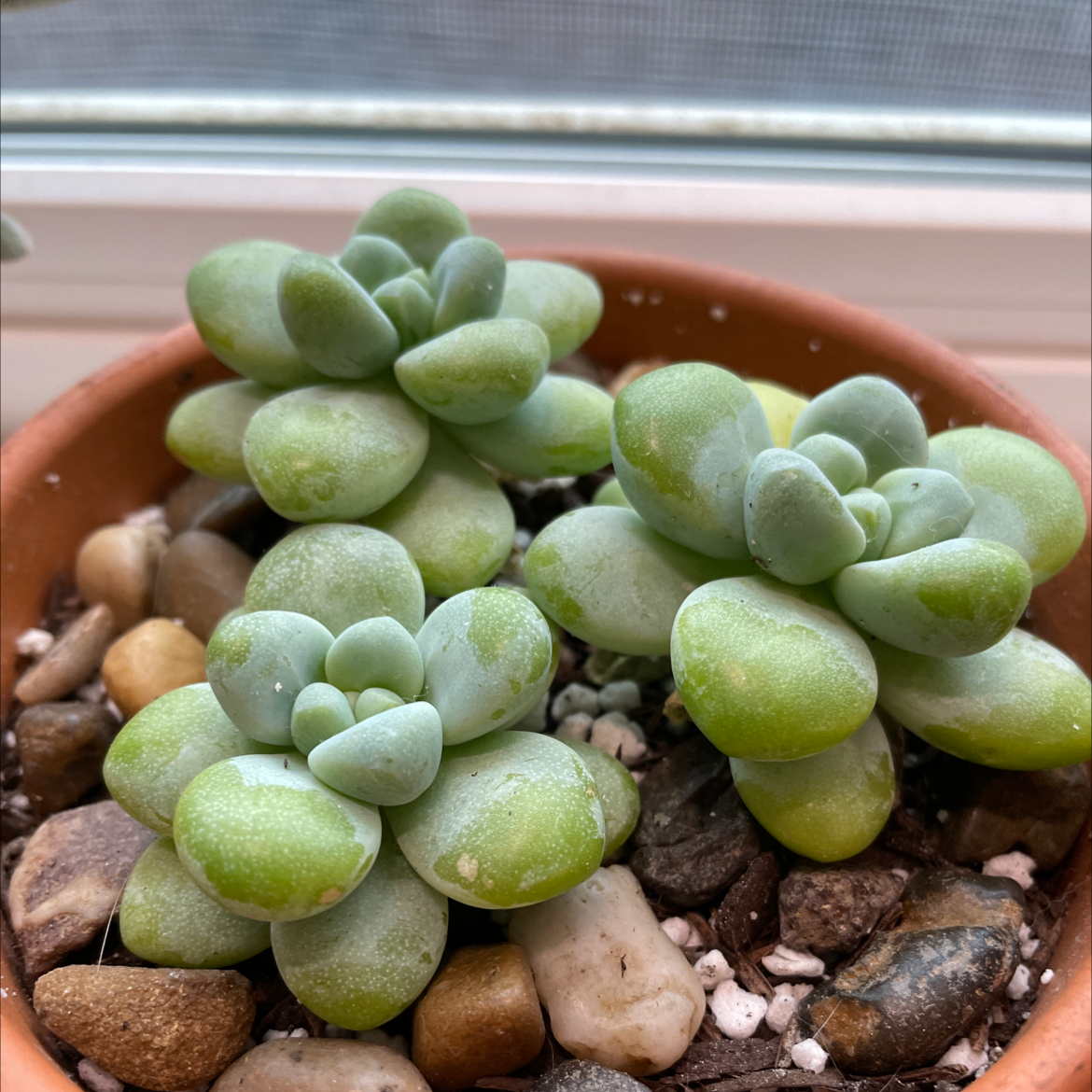 Sedum treleasei plant in a pot with rocky soil, healthy green leaves.