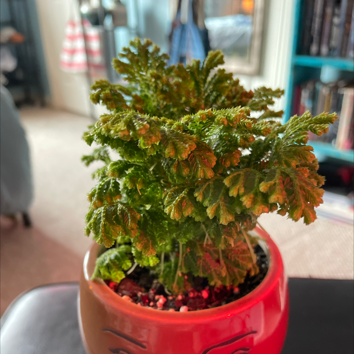 Club Moss plant photo by @brooke named Fern Boy on Greg, the plant care app.