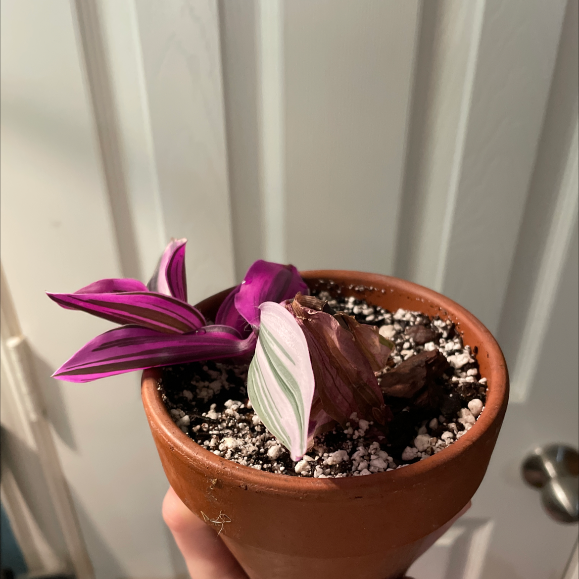 Tradescantia Nanouk plant in a terracotta pot with visible soil and some discolored leaves.