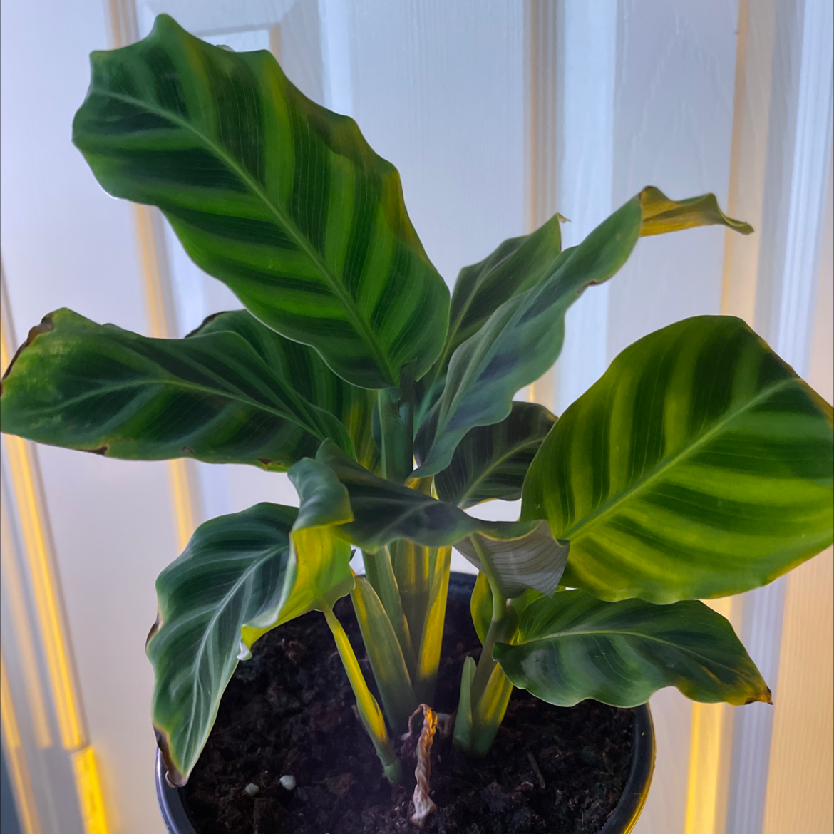 Zebra Calathea plant photo by @brooke named Sofia on Greg, the plant care app.
