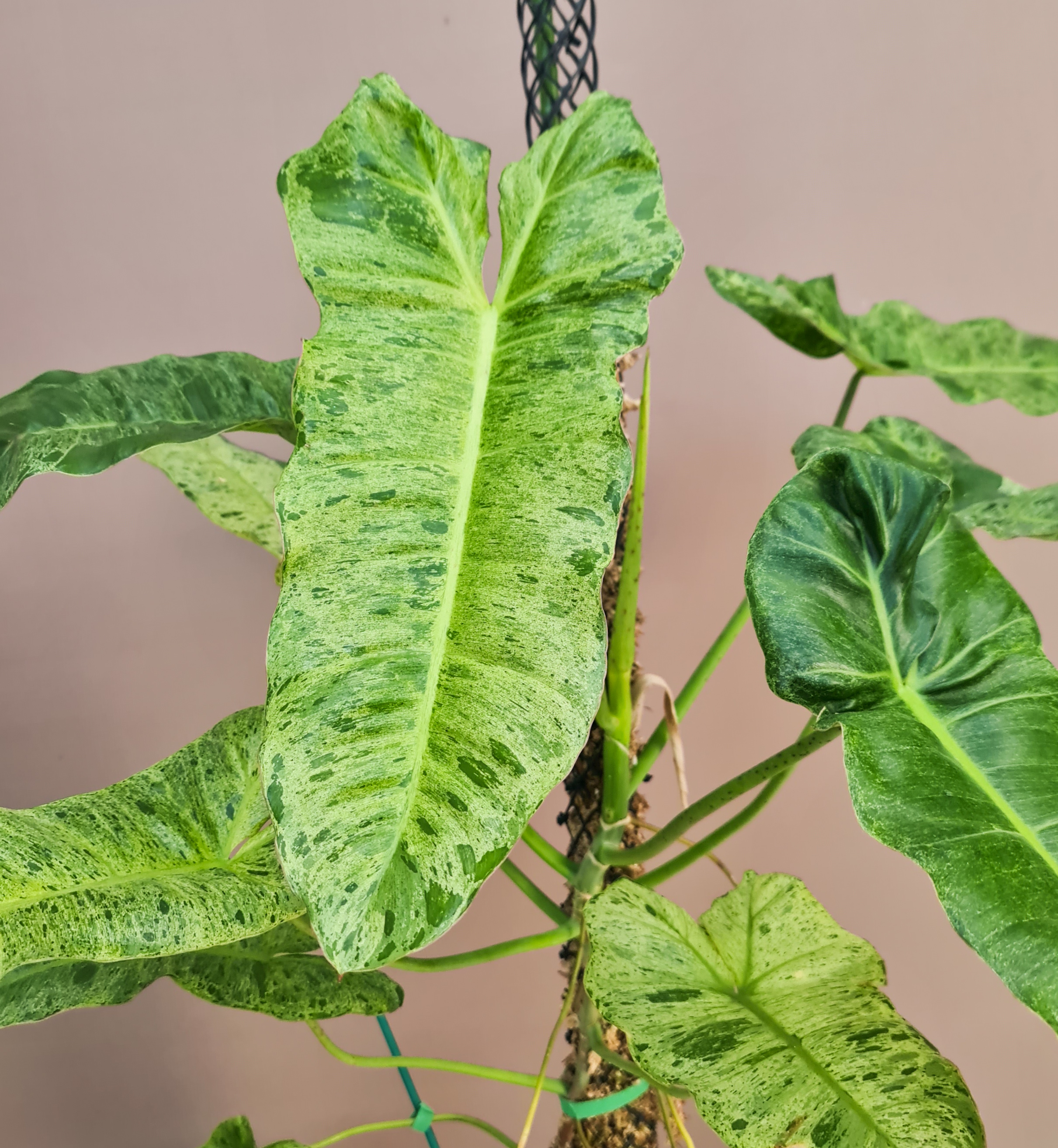 Paraiso Verde Philodendron with variegated green leaves, healthy and well-formed.