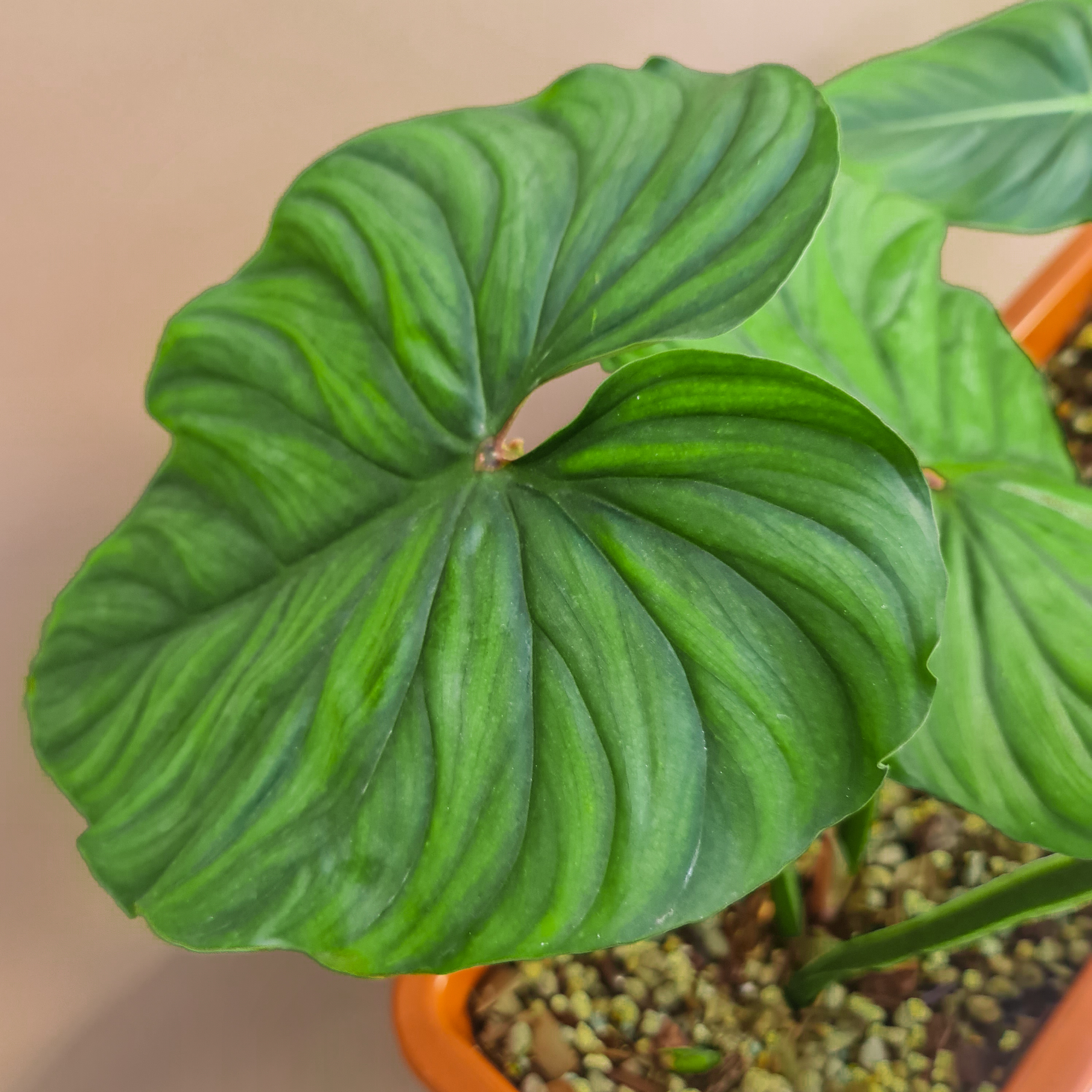 Philodendron plowmanii with healthy green leaves in a pot with visible soil and pebbles.
