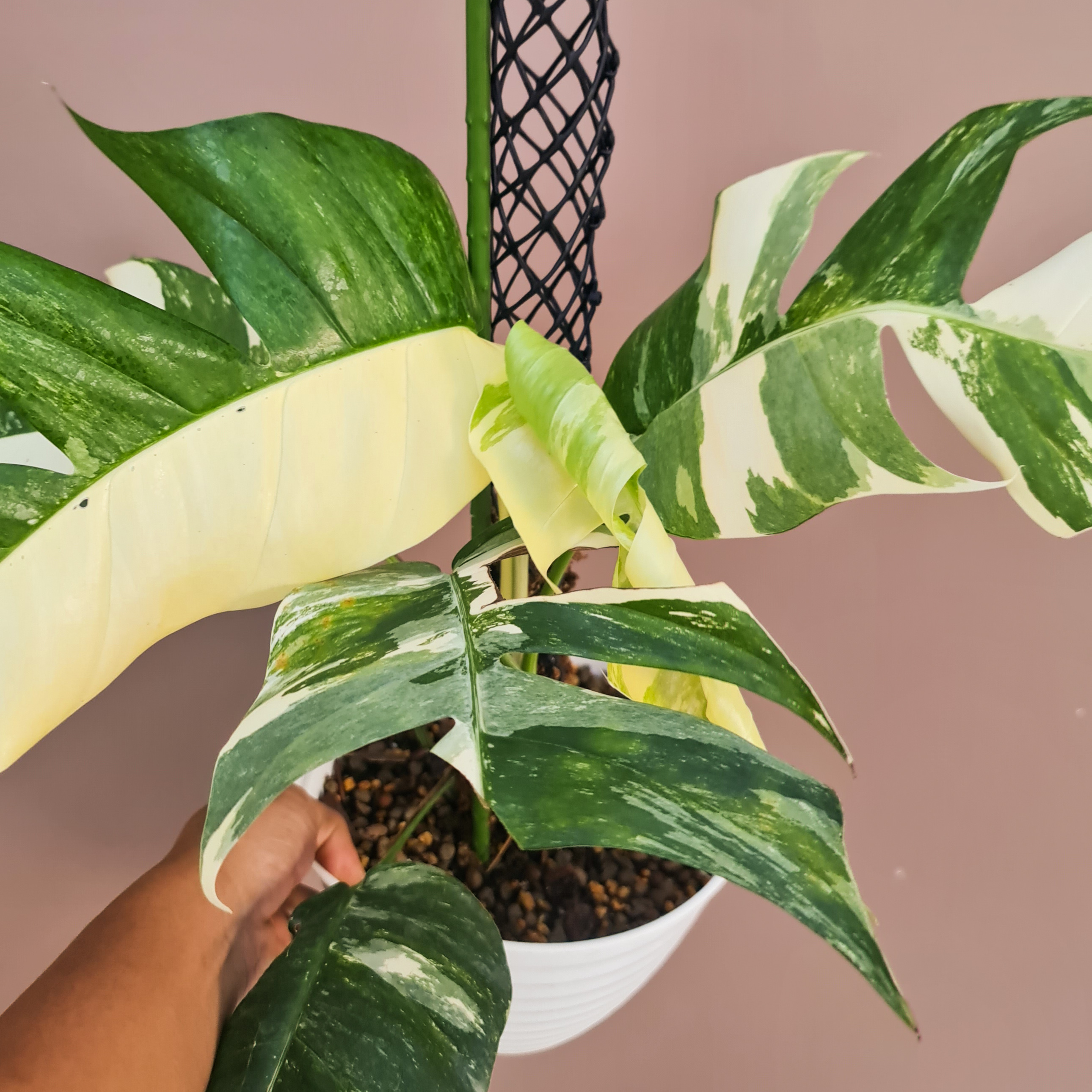 Albo Epipremnum Pinnatum plant with variegated leaves, some yellowing, potted with visible soil.