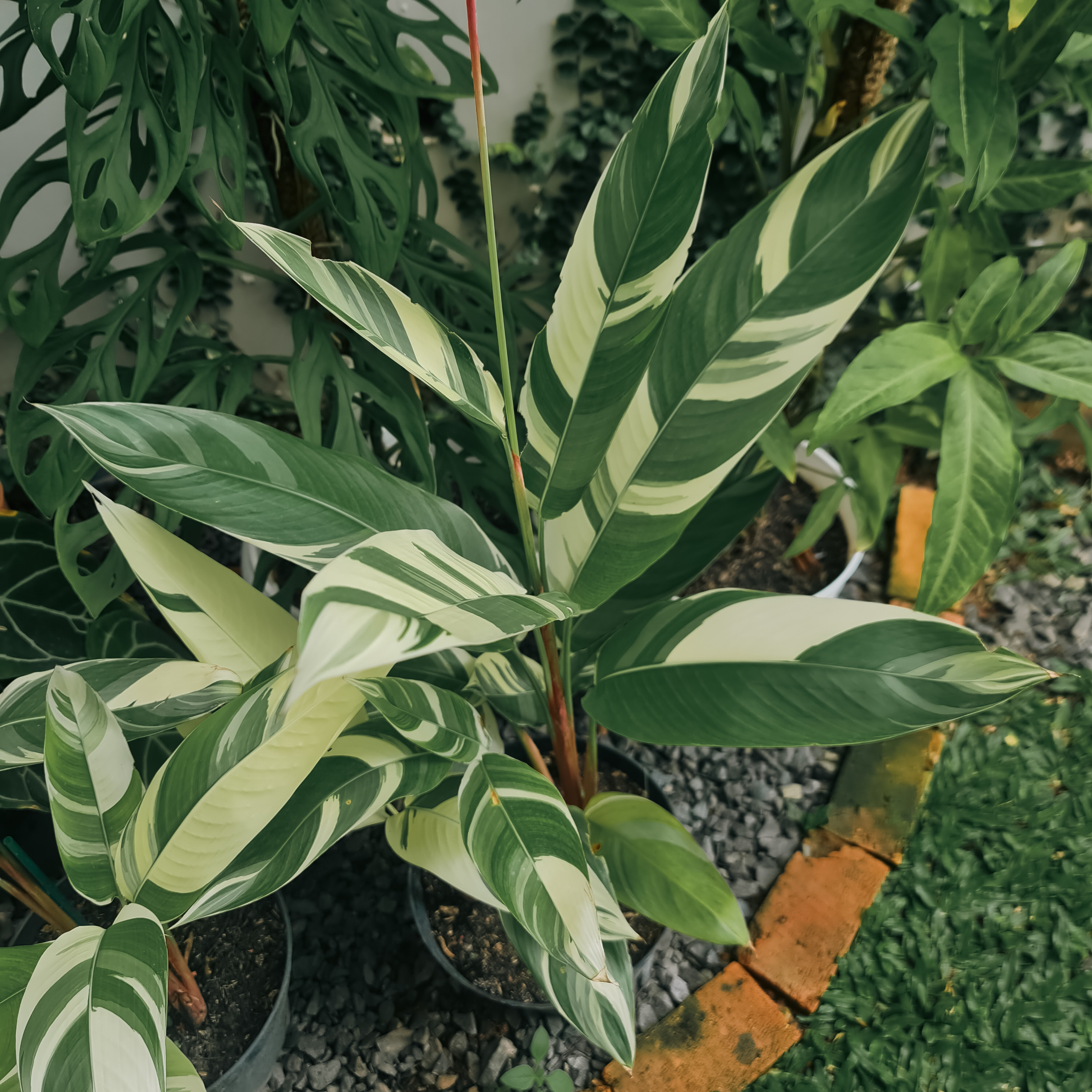 Photo of the plant species Heliconia schiedeana by @rumahnadi named Zizi on Greg, the plant care app