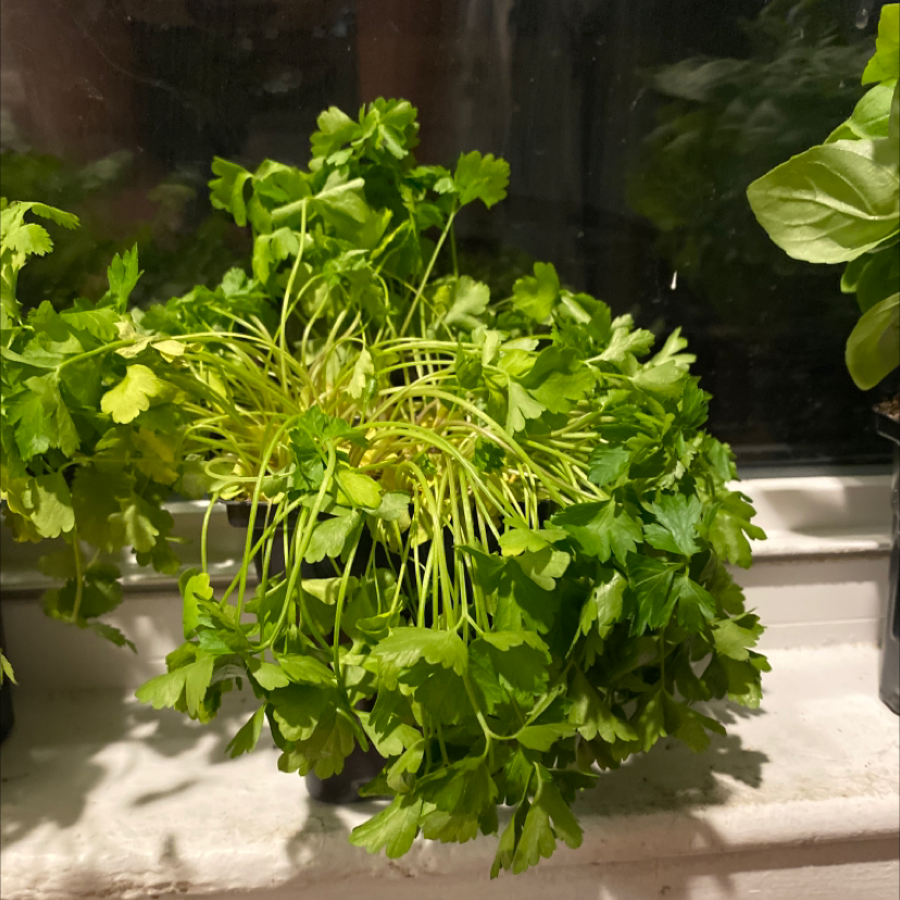 Italian Parsley plant on a windowsill with vibrant green leaves.