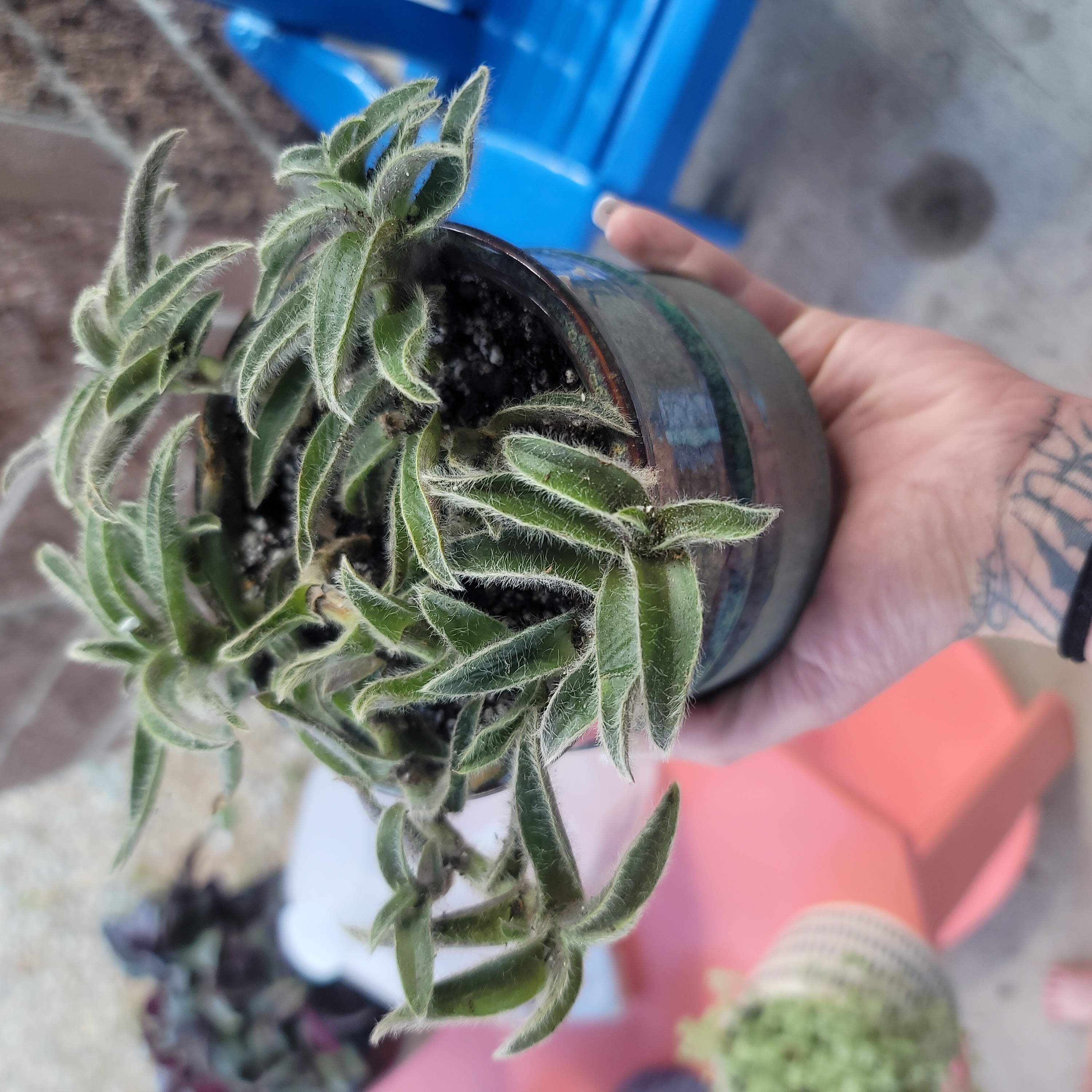 A healthy Kitten Ears plant in a pot, held by a hand, with fuzzy green leaves.