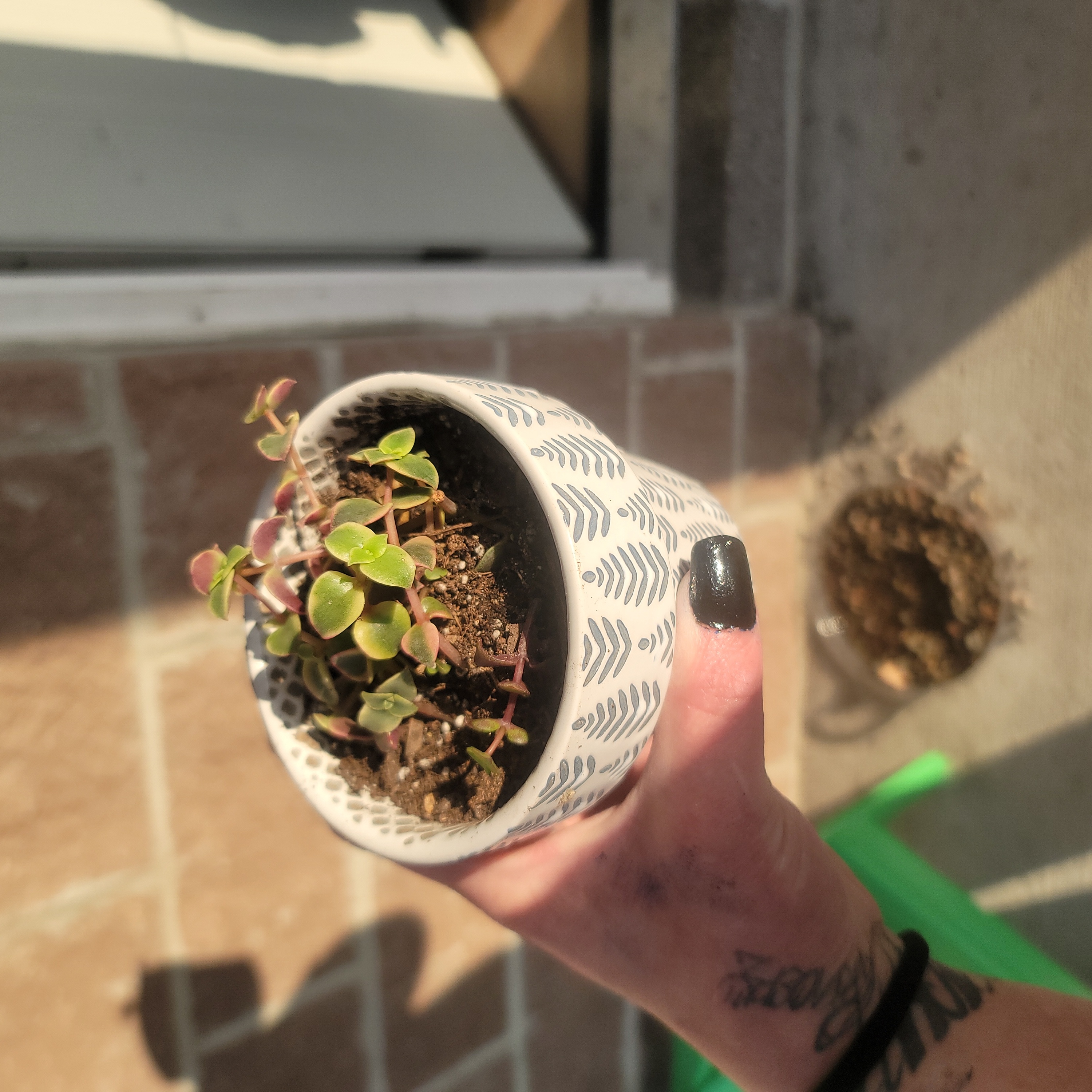 A small potted Calico Kitten plant with green and reddish leaves, held by a hand.