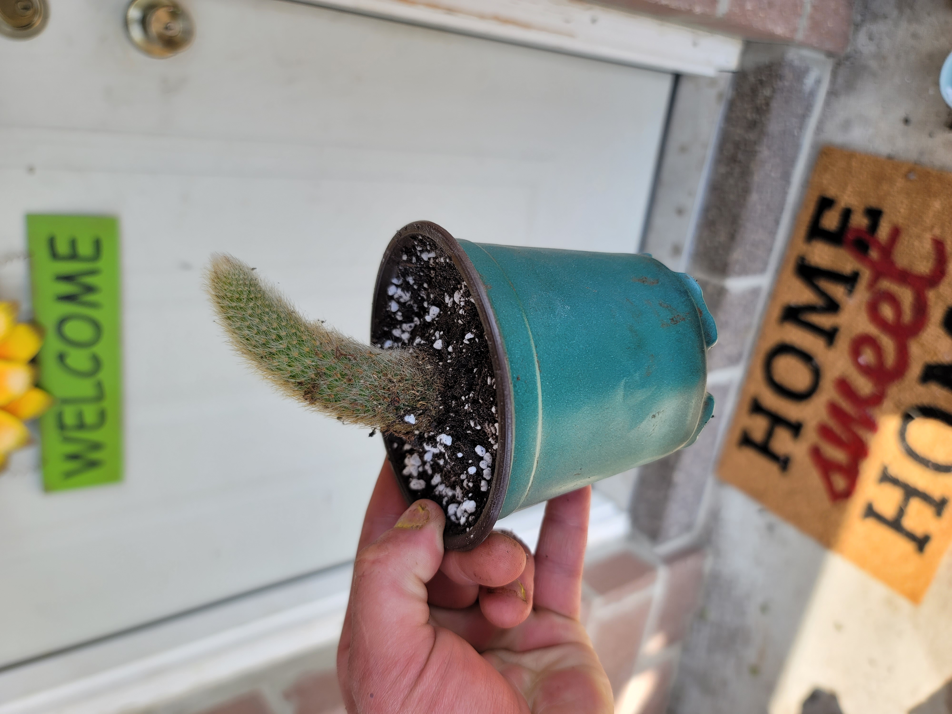 Monkey Tail Cactus in a pot held by a hand, with visible soil and a welcome mat in the background.