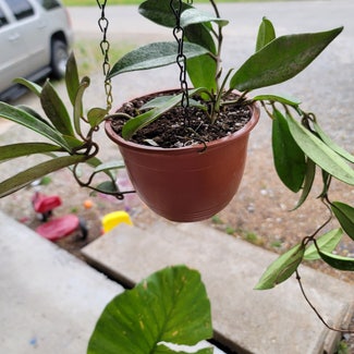 Hoya pubicalyx 'Splash' plant in Jonesboro, Arkansas