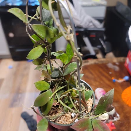 Photo of the plant species Hoya sipitangensis by Kris10nicolee named Hoyel on Greg, the plant care app
