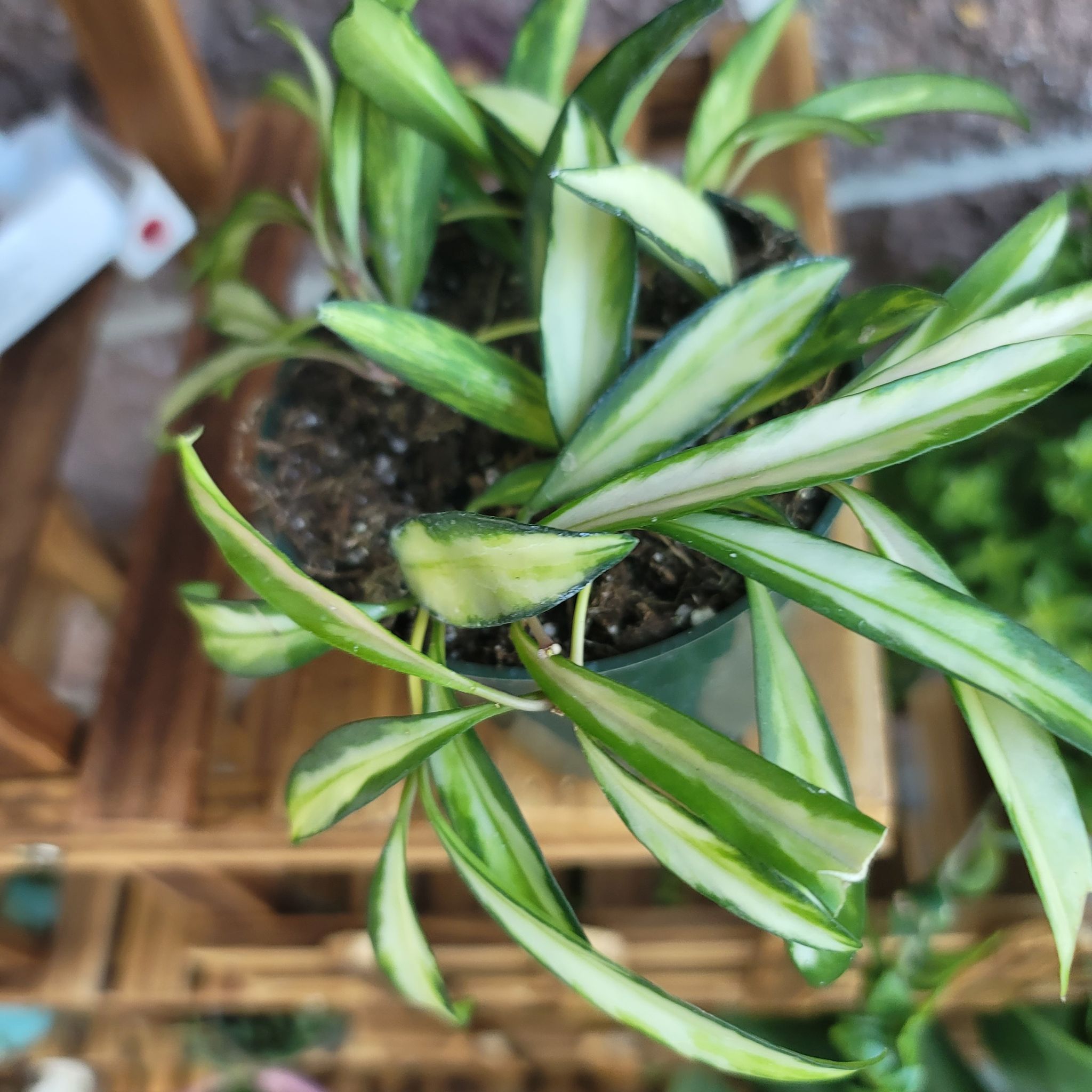 Variegated Hoya wayetii plant with green and white leaves in a pot.