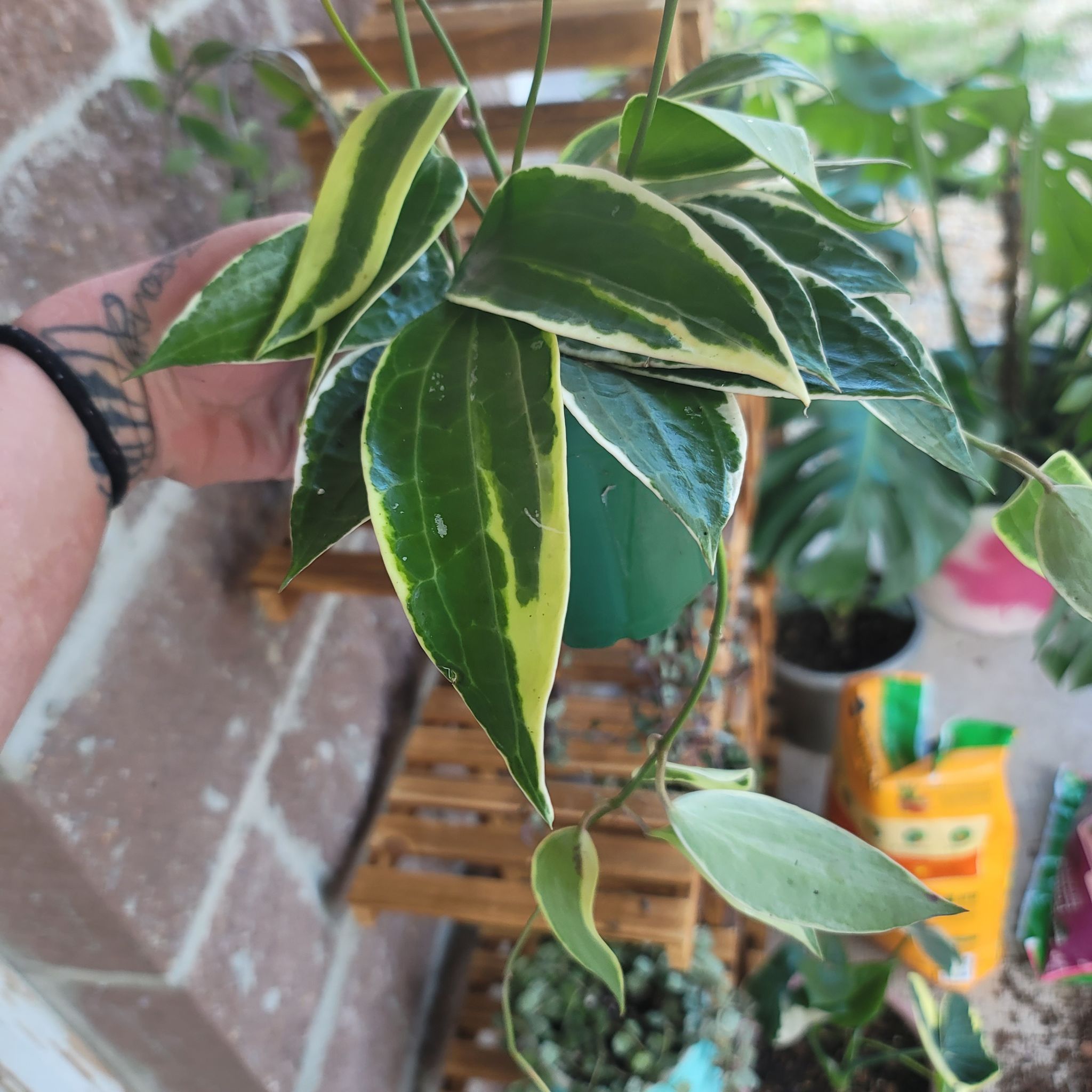 Hoya macrophylla plant with variegated leaves, held by a hand.