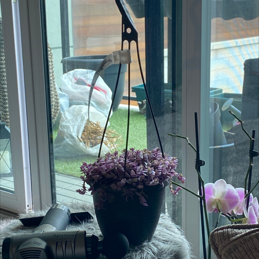 Hanging potted Pink Panther Tradescantia plant indoors near a window, appears healthy.