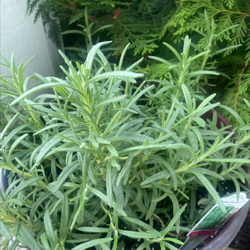 Photo of the plant species Rosemary by Paloma named Rosemary on Greg, the plant care app