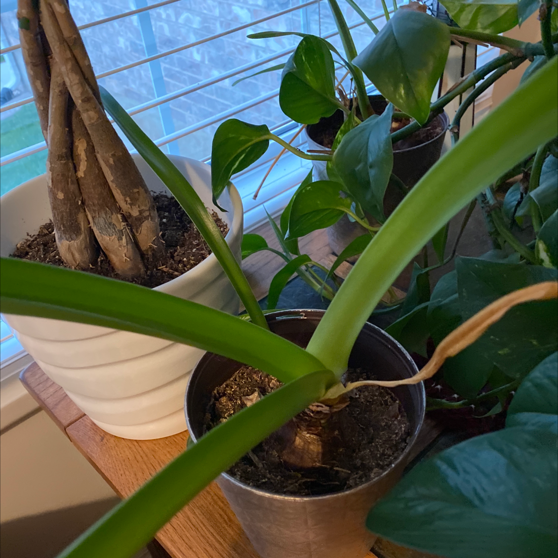 Multiple potted plants near a window, including Hippeastrum 'Red Lion' with long green leaves.