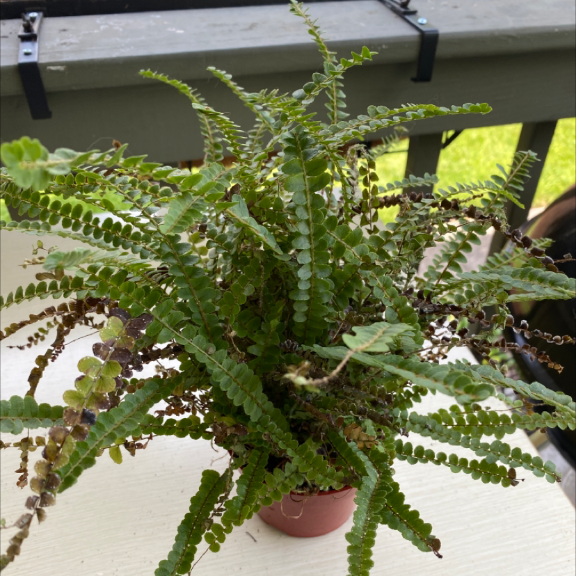 Photo of the plant species Sickle Fern by @BlackWidow named Fernie on Greg, the plant care app