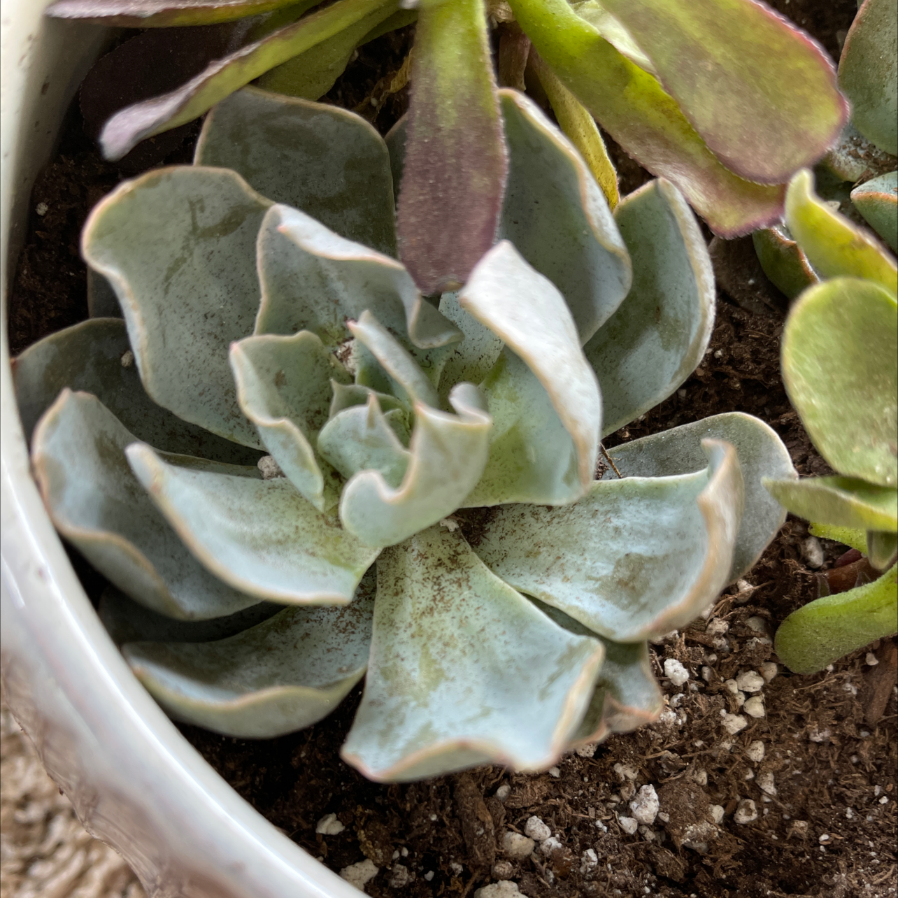 Echeveria 'Morning Beauty' succulent with some browning at leaf edges, visible soil.