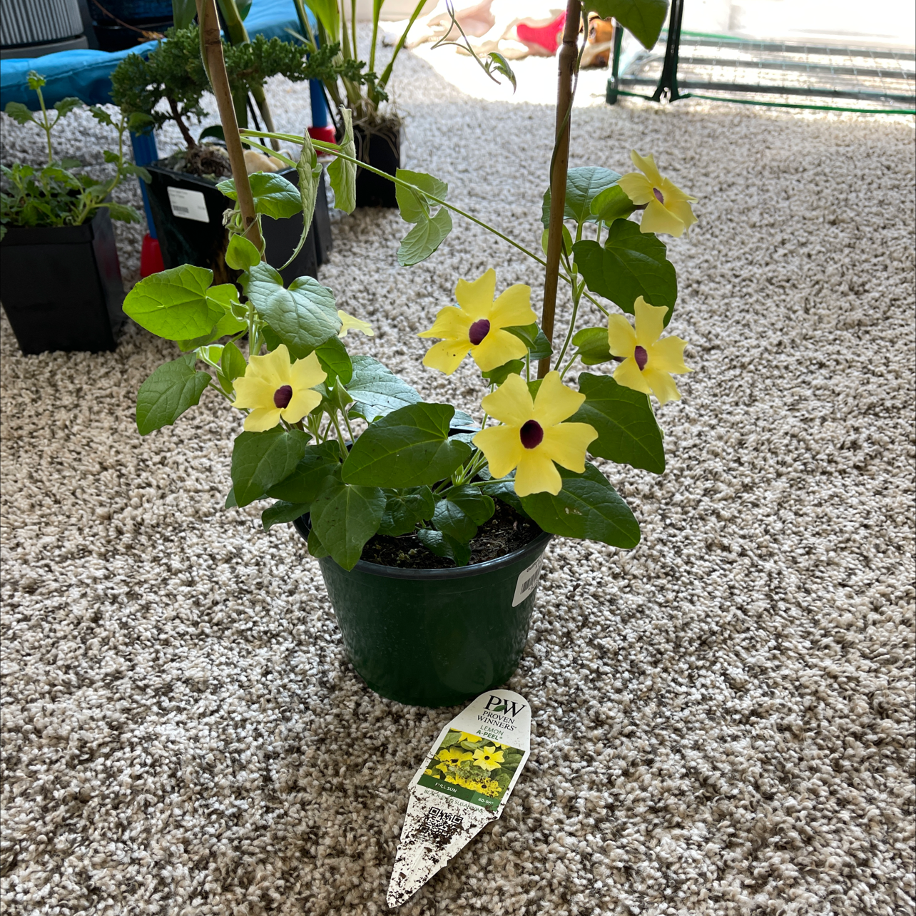 Photo of the plant species Blackeyed Susan Vine by @Brittbingham named Black eyed susies on Greg, the plant care app