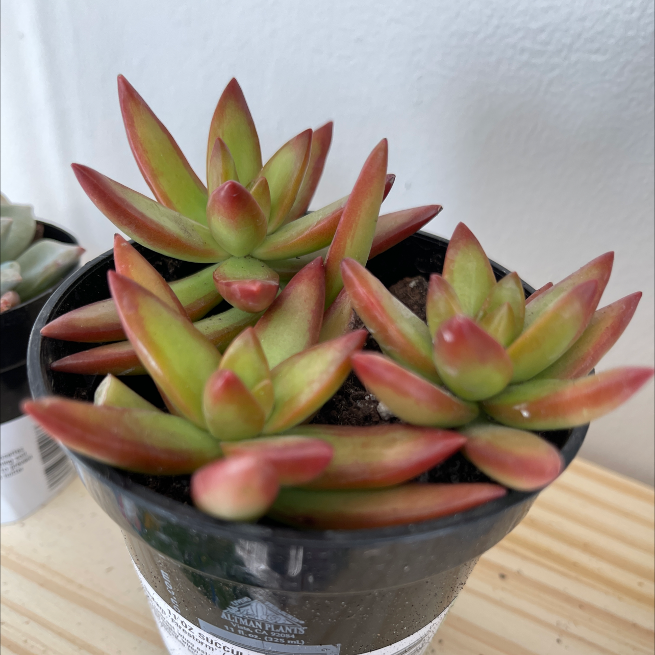 Sedum 'Firestorm' plant in a black pot with vibrant red and green leaves.
