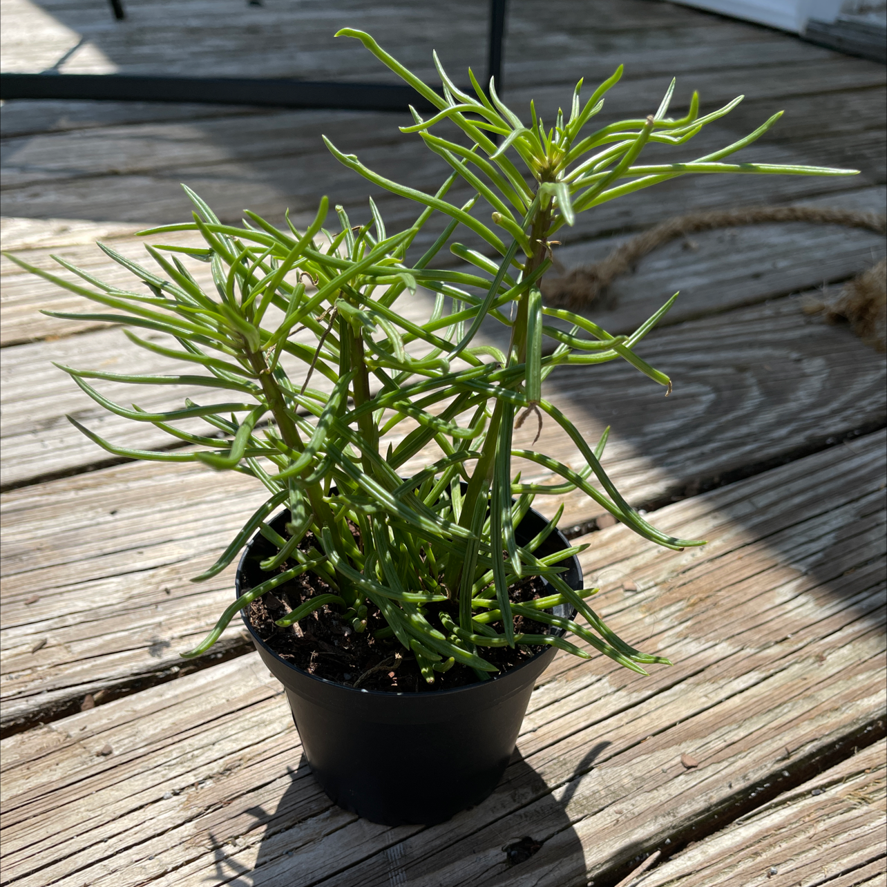 Potted Succulent Bush Senecio with thin, elongated green leaves on a wooden surface.