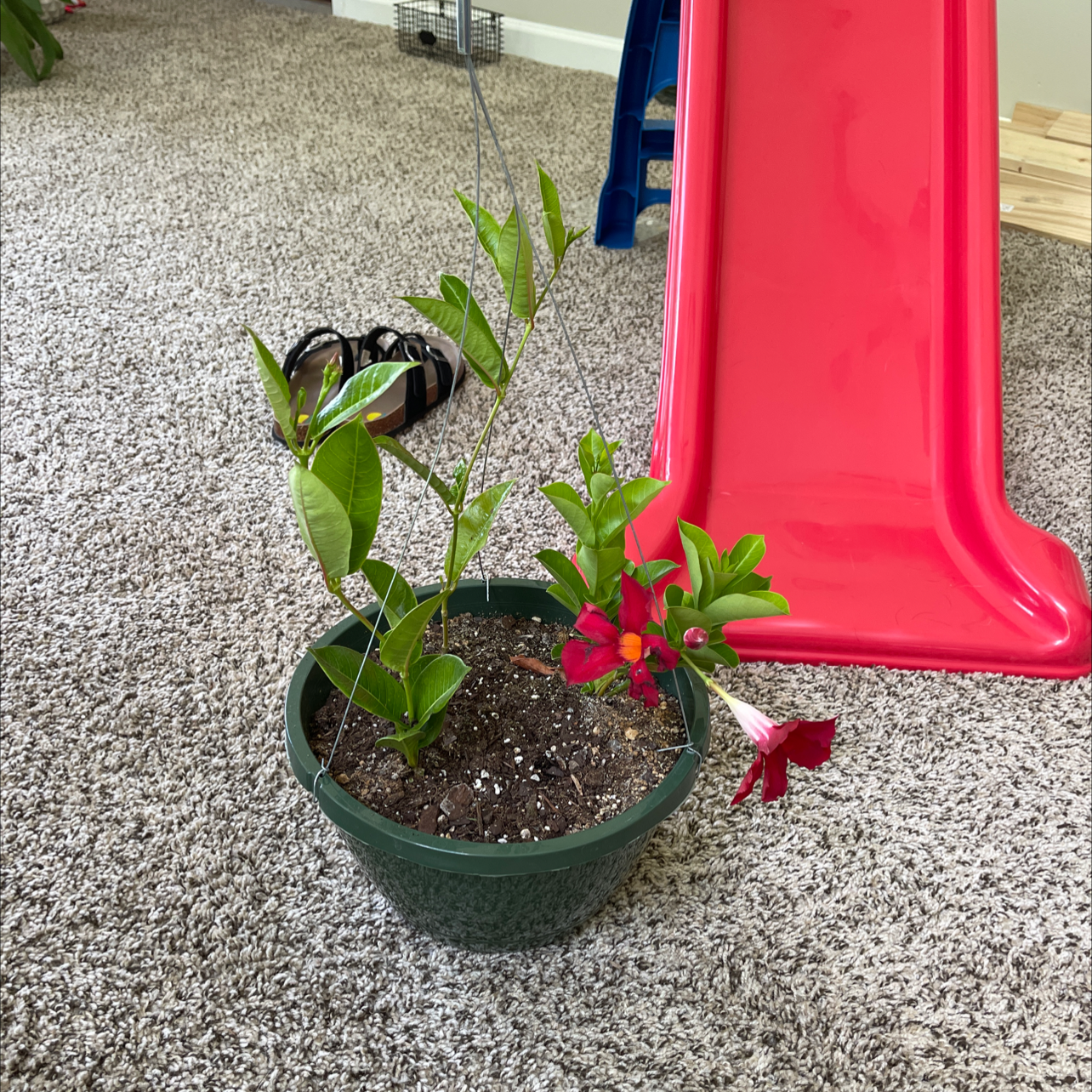 Potted Brazilian Jasmine with green leaves and red flowers on a carpeted floor near a red slide.