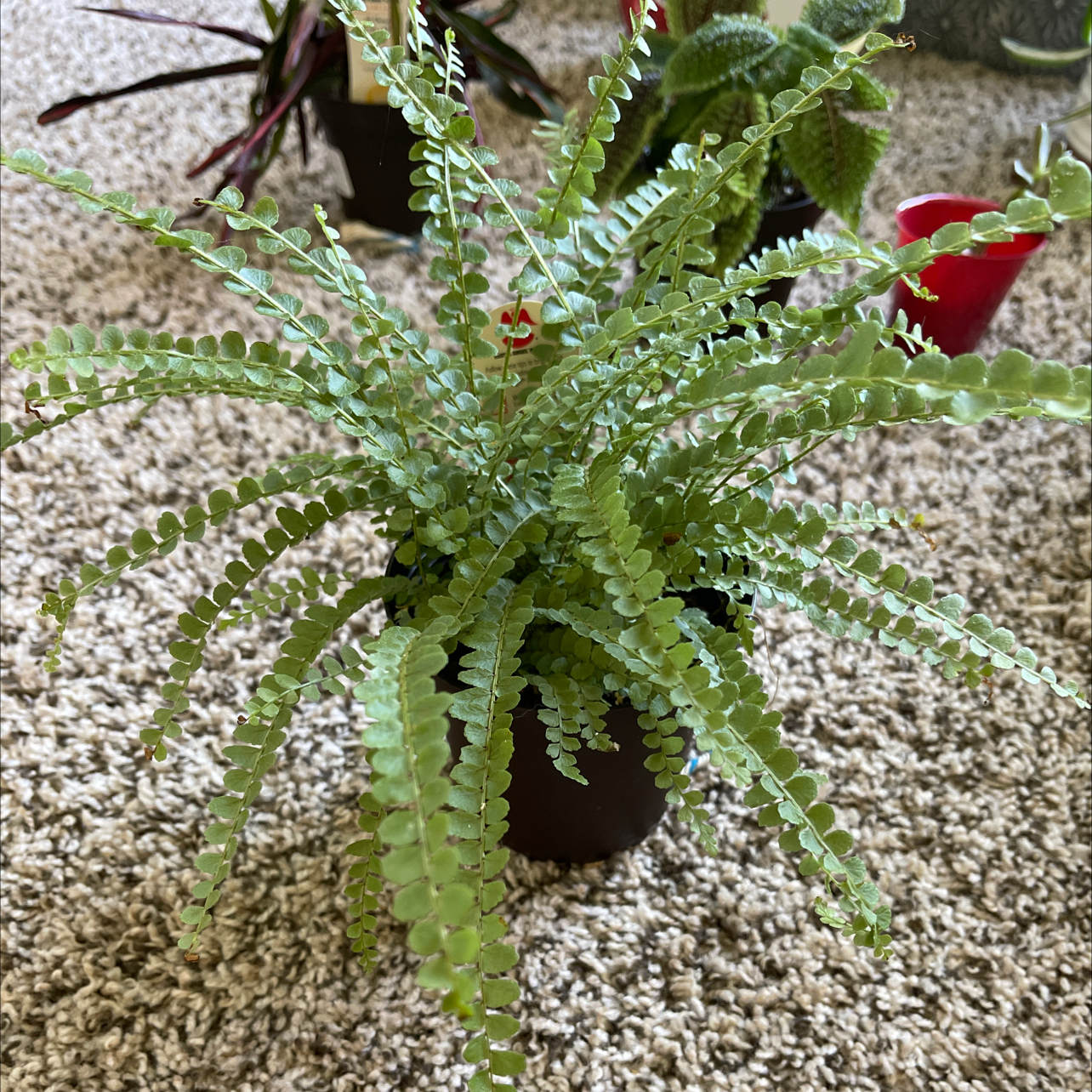 Photo of the plant species Bronze Venus Fern by @Brittbingham named Lemon button fern on Greg, the plant care app