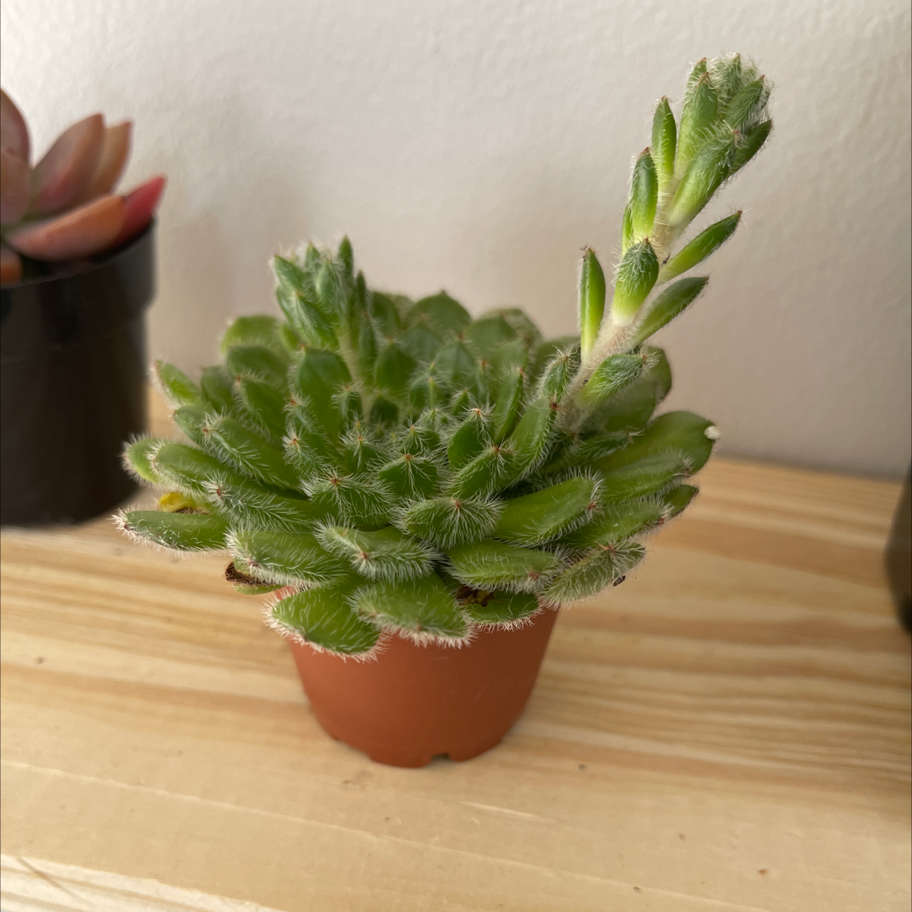 A healthy Mexican Firecracker succulent in a small pot with green, hairy leaves and a tall stem.