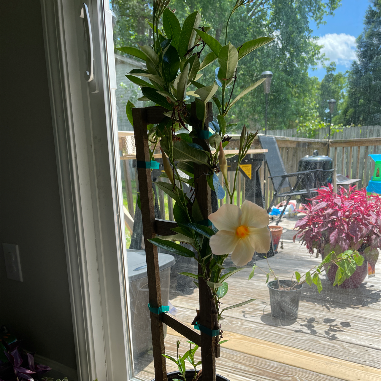Brazilian Jasmine plant indoors near a window, supported by a trellis with a single flower.
