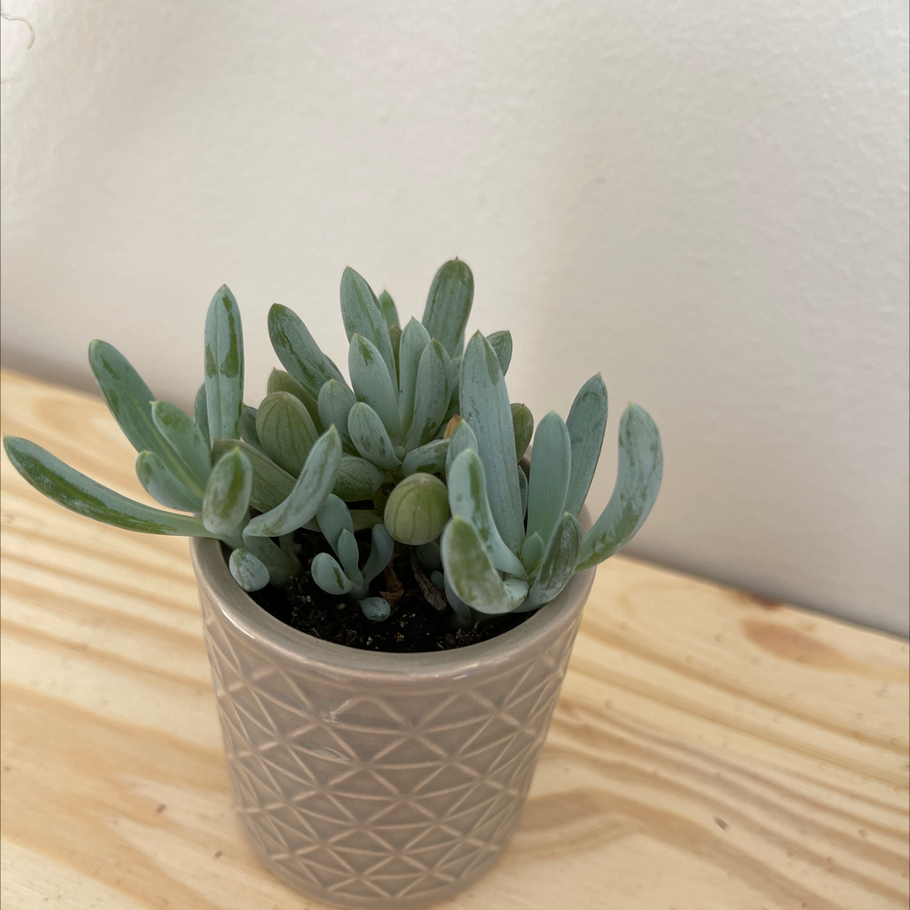 Potted Narrow-Leaf Chalk Sticks succulent on a wooden surface with a plain wall background.