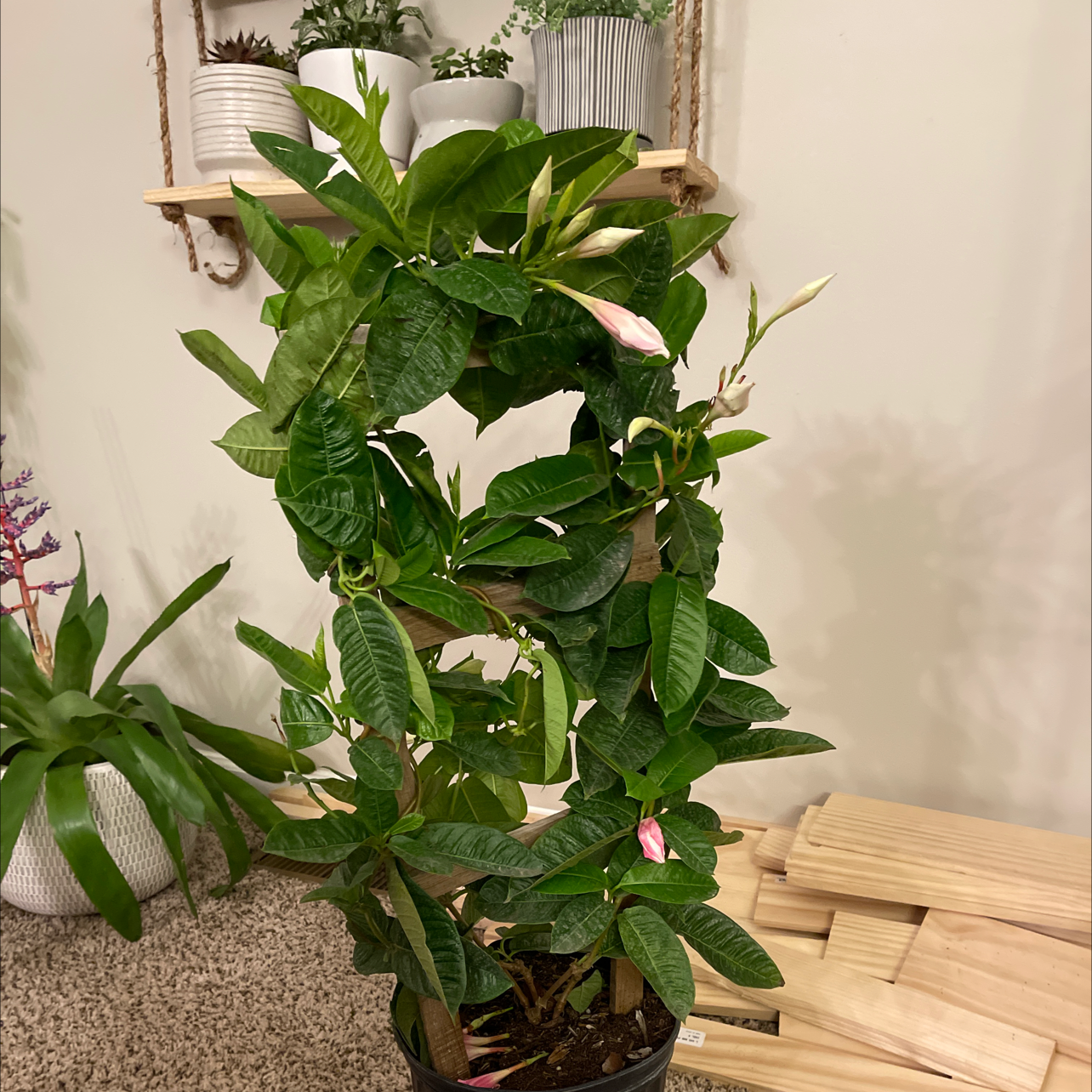 Brazilian Jasmine plant with healthy green leaves and some flowers, supported by a structure.