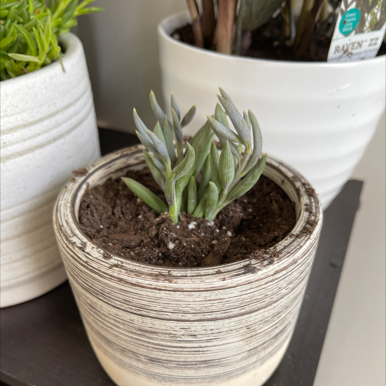 Potted Narrow-Leaf Chalk Sticks plant with visible soil in a ceramic pot.