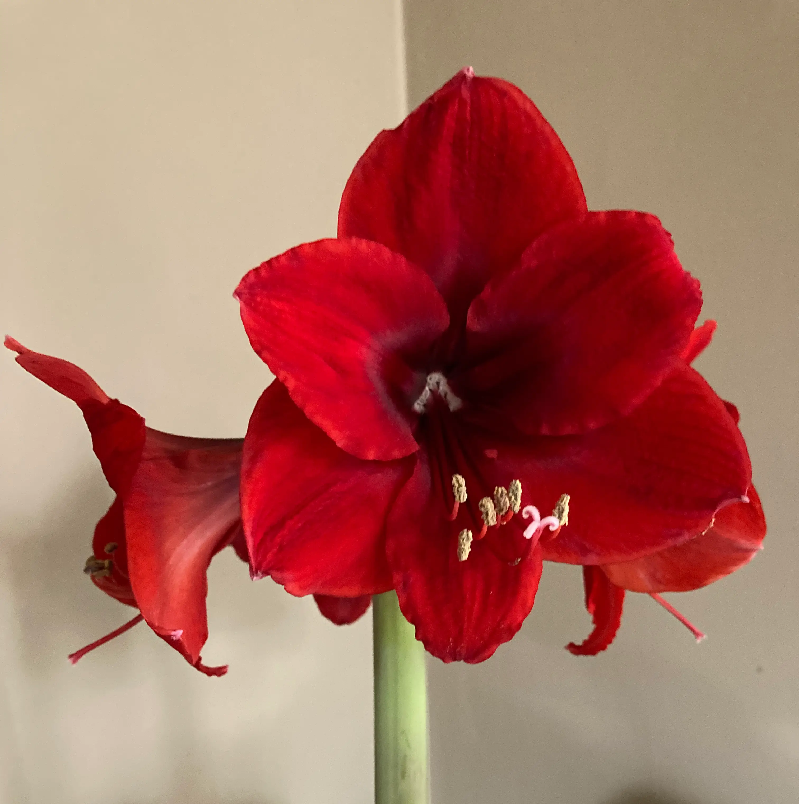 Photo of the plant species Mexican Lily by @dalrympj named Calliope on Greg, the plant care app