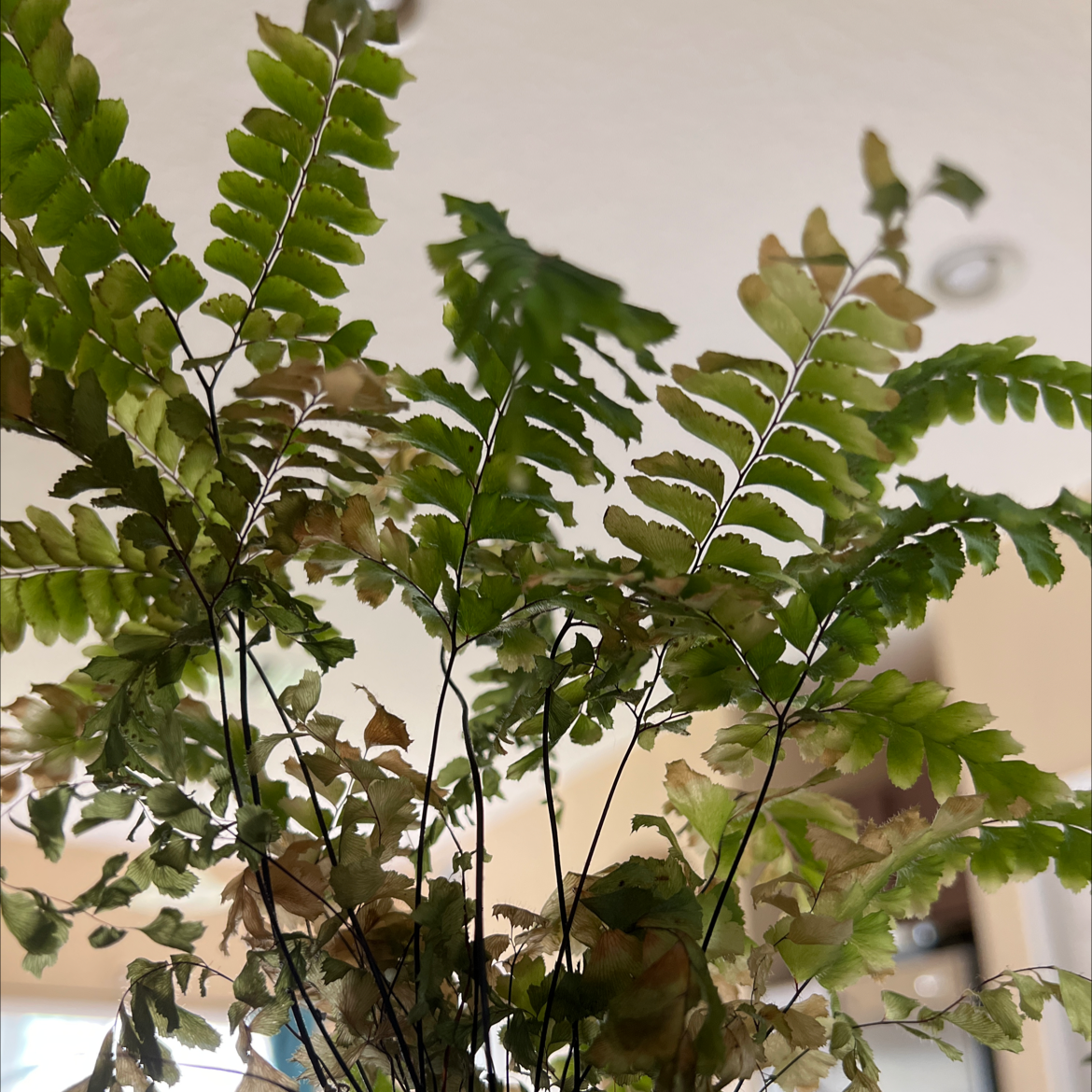 Photo of the plant species Giant Maidenhair by @SentinelMyagrum named Your plant on Greg, the plant care app