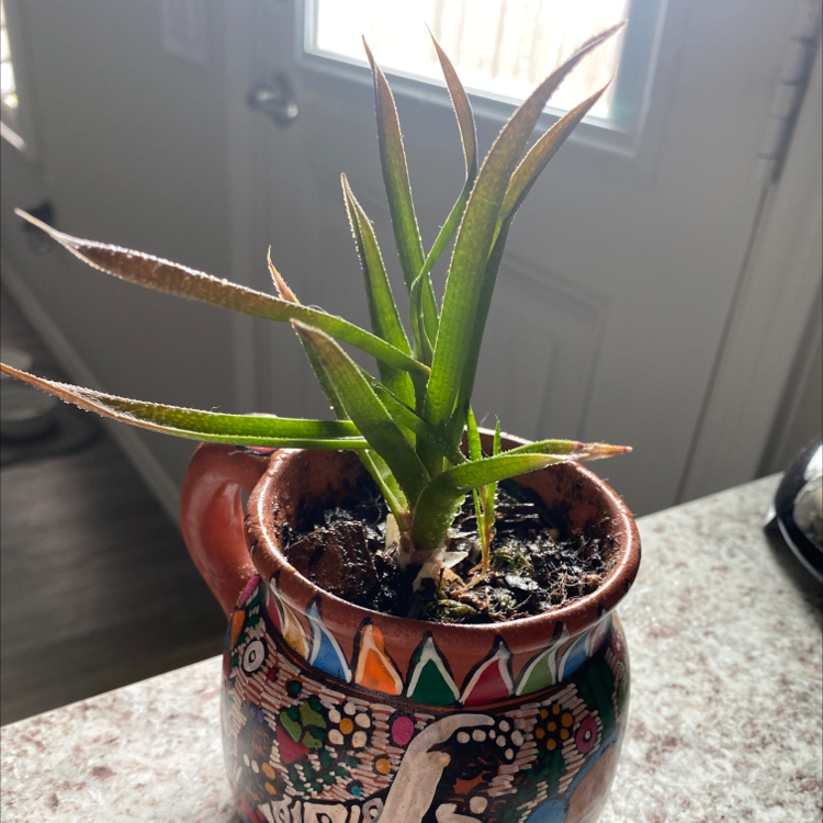 Climbing Aloe plant in a decorative pot with some browning on leaf tips.