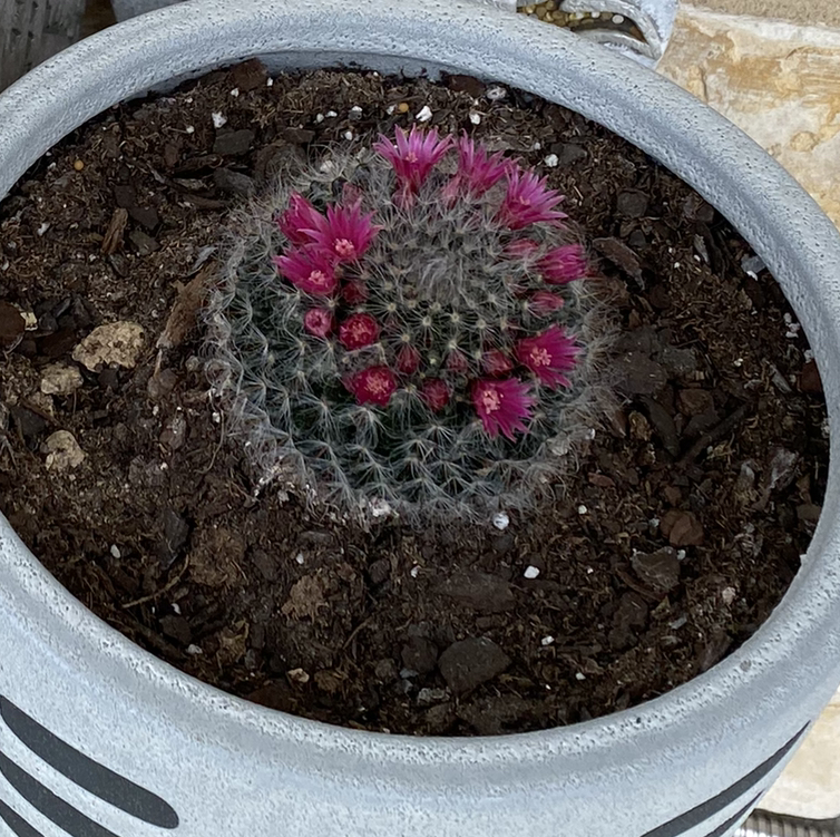 Close-up of a round cactus in a gray pot with dense white spines and bright pink flowers blooming on top.