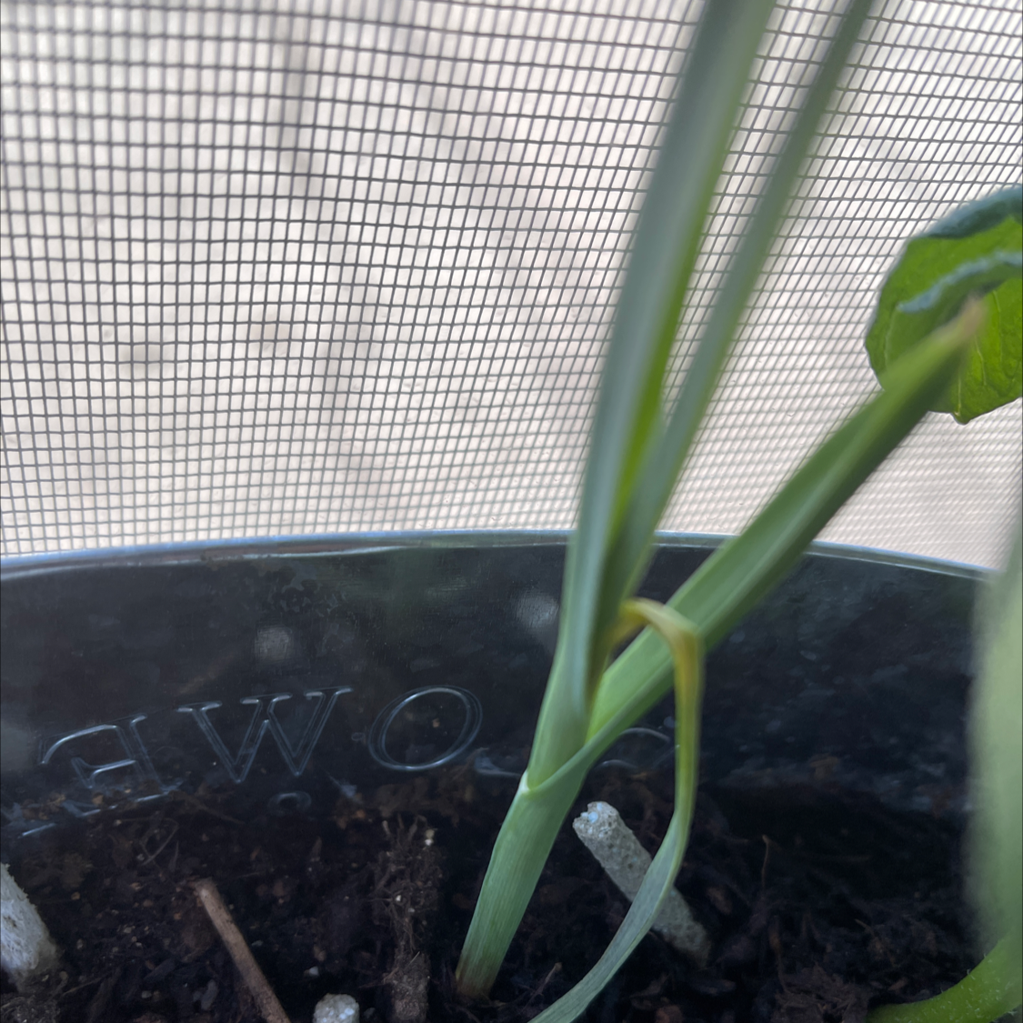 Young garlic plant growing in a pot with visible soil.