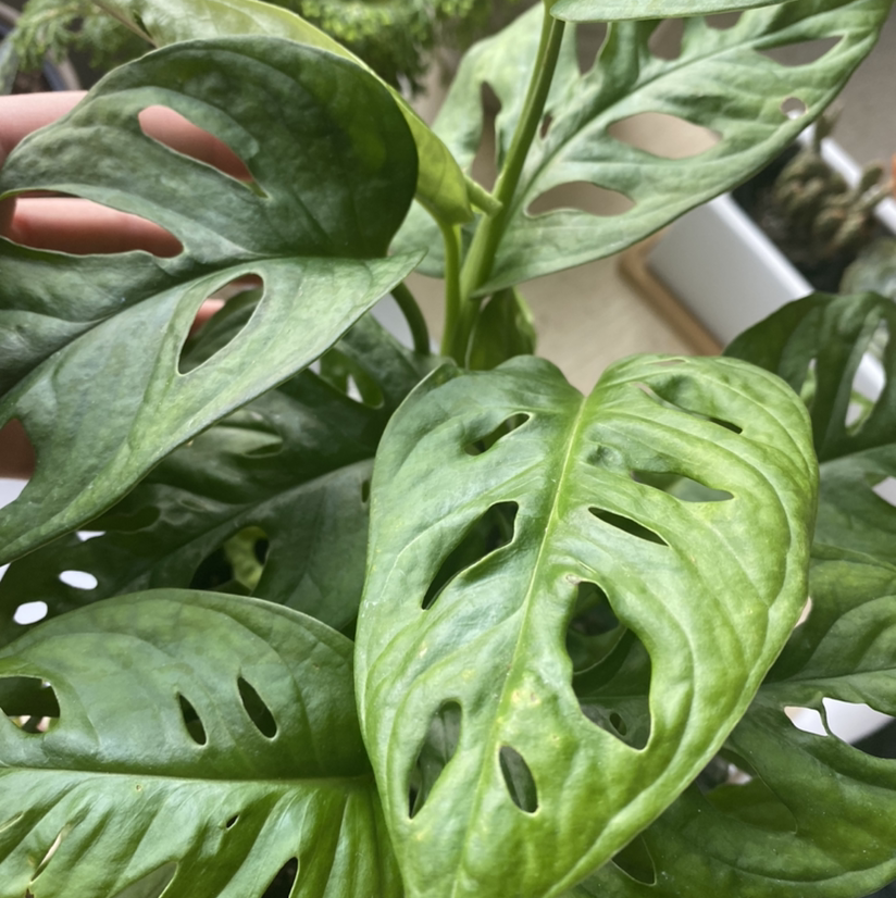 Swiss Cheese Vine plant photo by Eden named Monstera Adansonii on Greg, the plant care app.